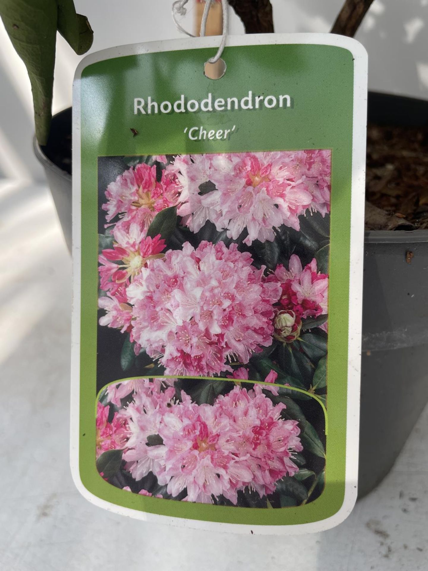 TWO PURPLE RHODODENDRONS 'CHEER' 60CM IN HEIGHT IN POTS PLUS VAT - Image 3 of 3