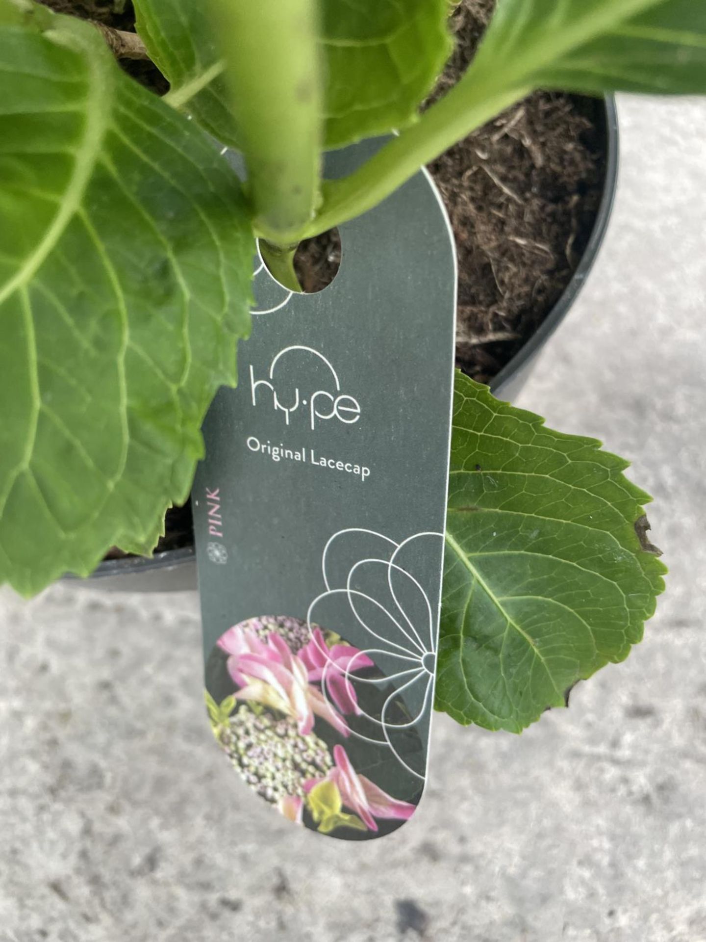 TWO PINK LACECAP HYDRANGEAS IN POTS 50CM IN HEIGHT PLUS VAT - Image 3 of 5