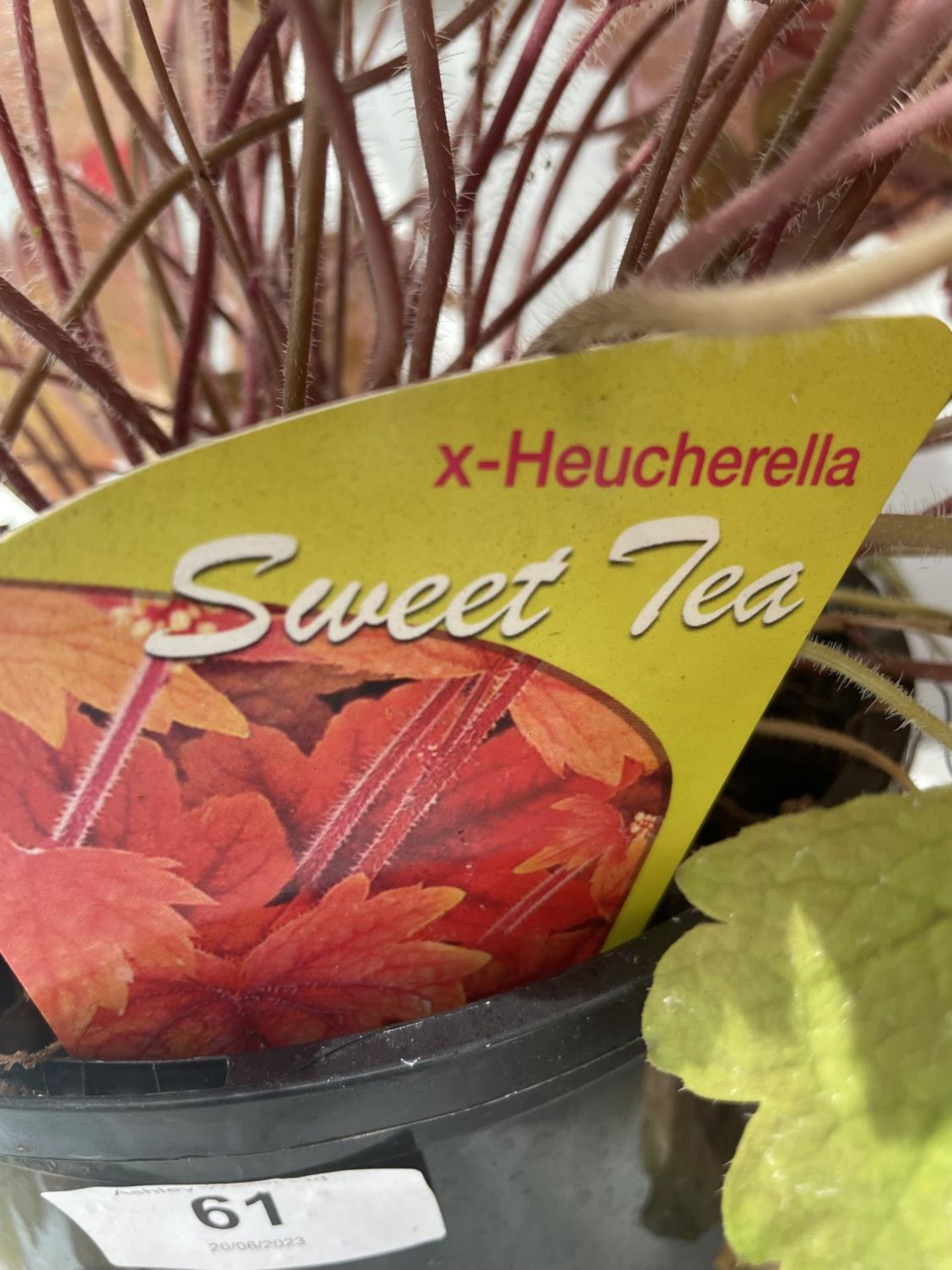 TWO HEUCHERELLA 'SWEET TEA' IN 3 LITRE POTS PLUS VAT - Image 3 of 3