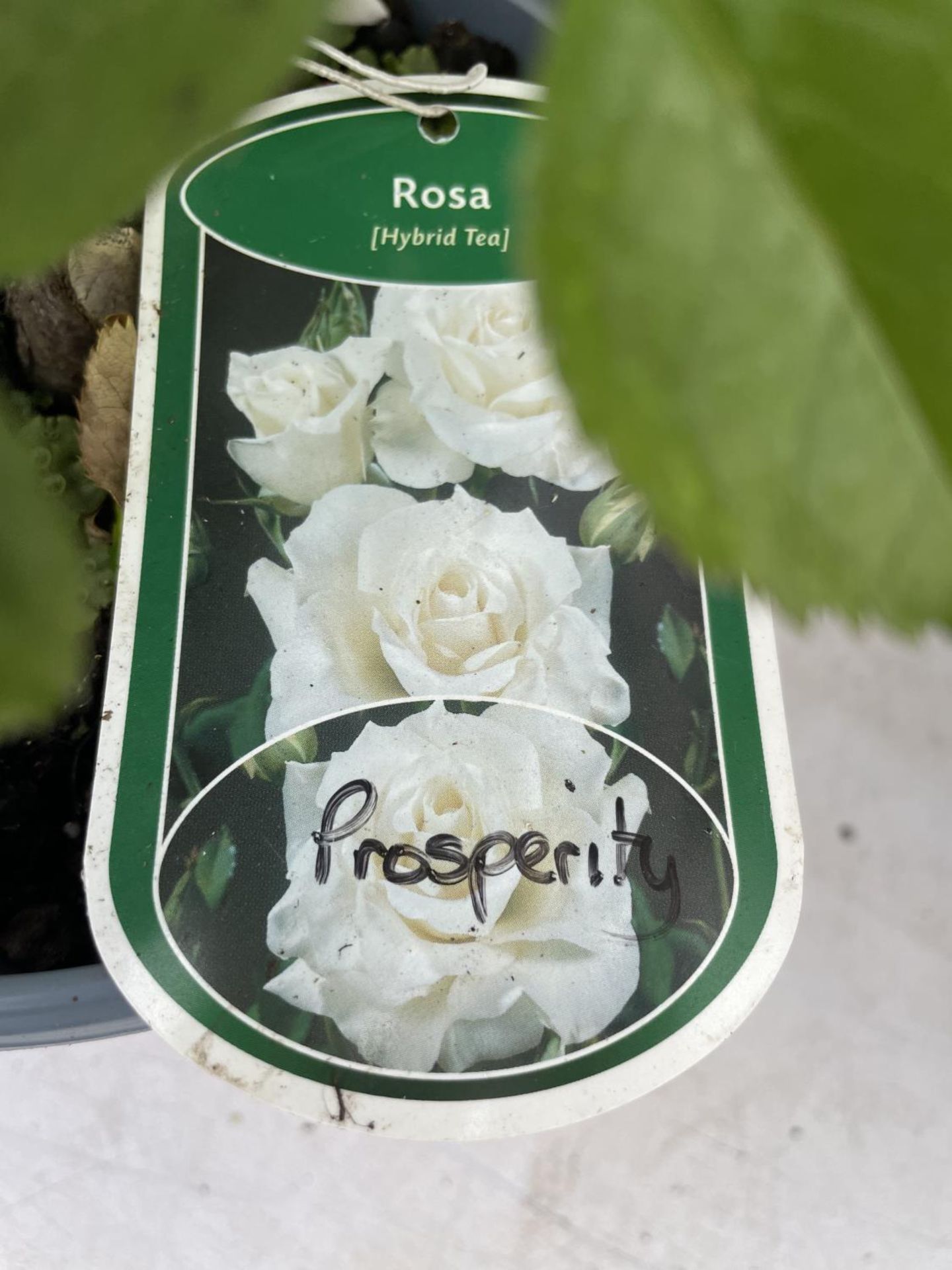 FOUR POTTED ROSES TO INCLUDE HYBRID T AND FLORIBUNDA + VAT - Image 3 of 4