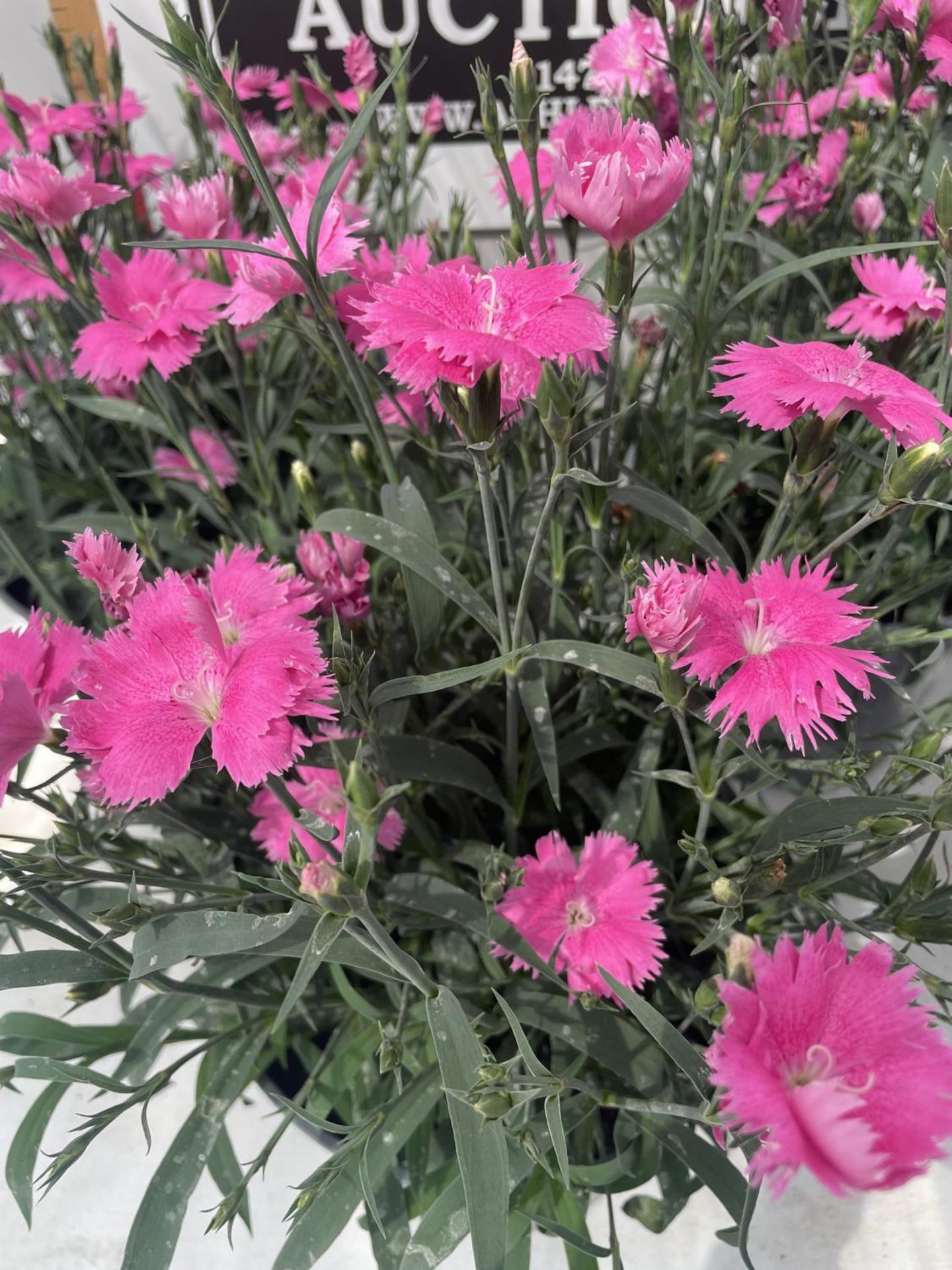 FOUR PINK DIANTHUS IN 5 LITRE POTS PLUS VAT - Image 2 of 2