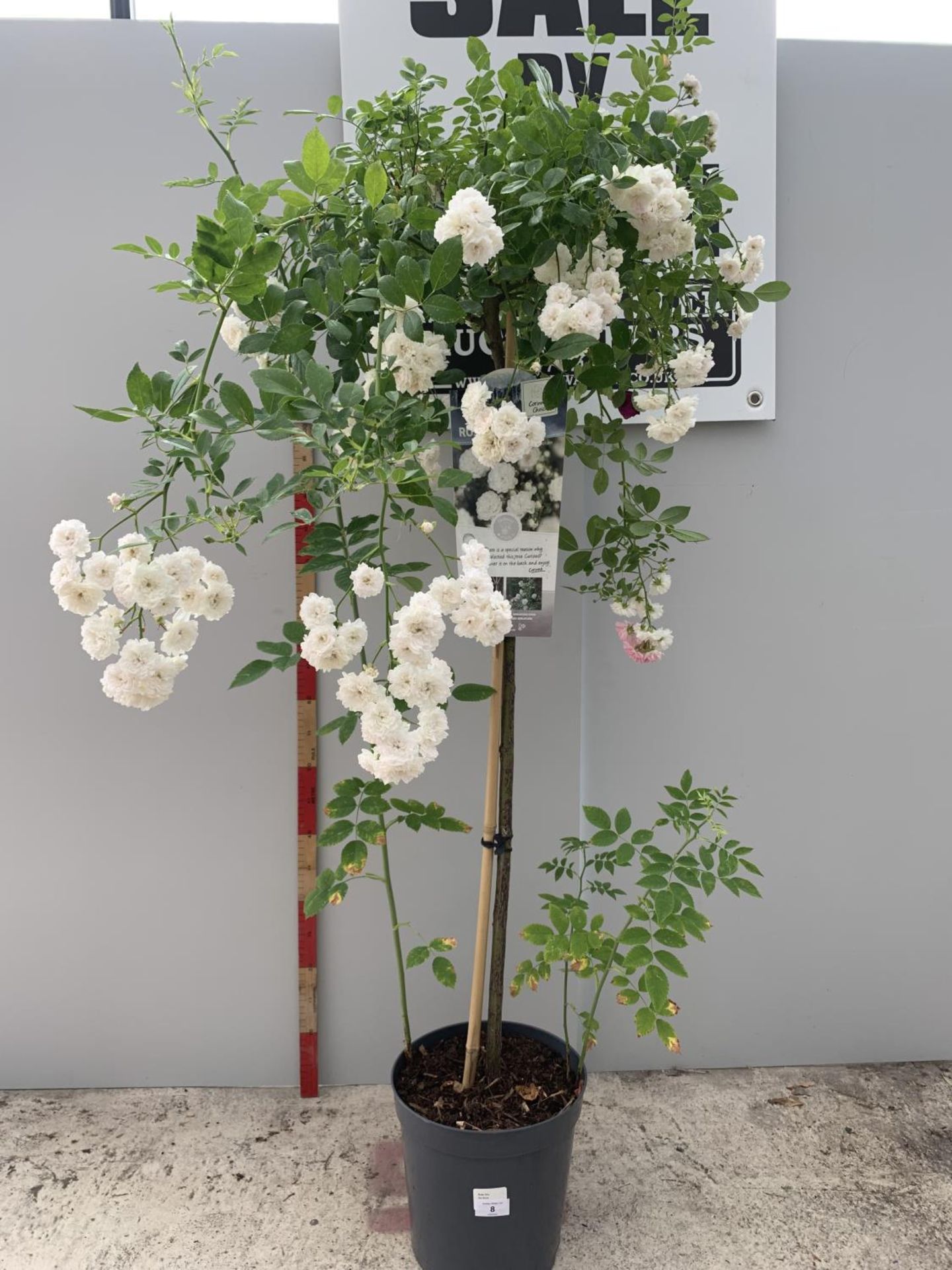 A STANDARD WHITE ROSE CRYSTAL FAIRY 135CM IN HEIGHT IN A 6 LITRE POT + VAT - Image 6 of 6