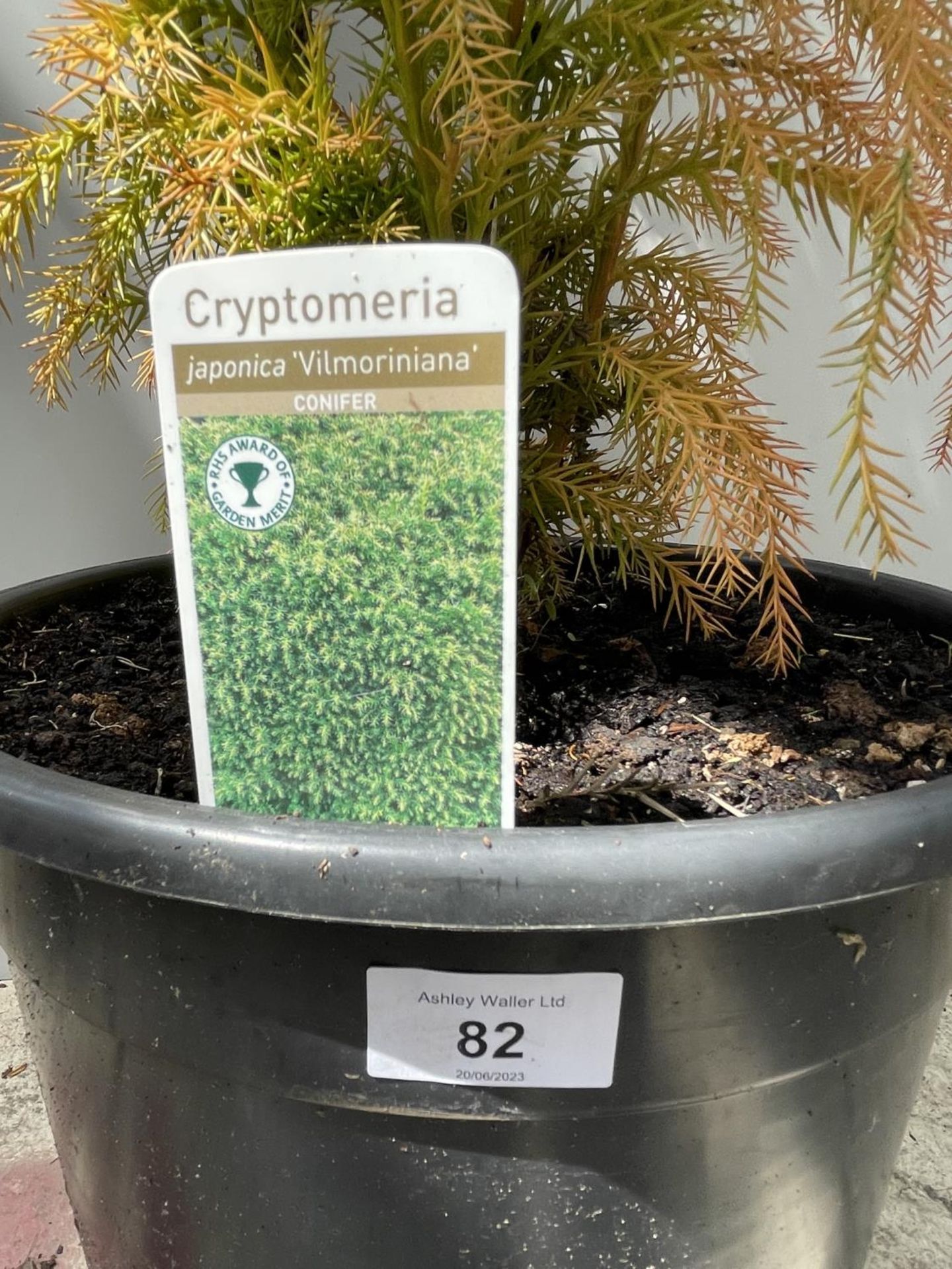 ONE CRYPTOMERIA 'VILMORINIANA' TREE IN POT 110CM IN HEIGHT PLUS VAT - Image 3 of 3