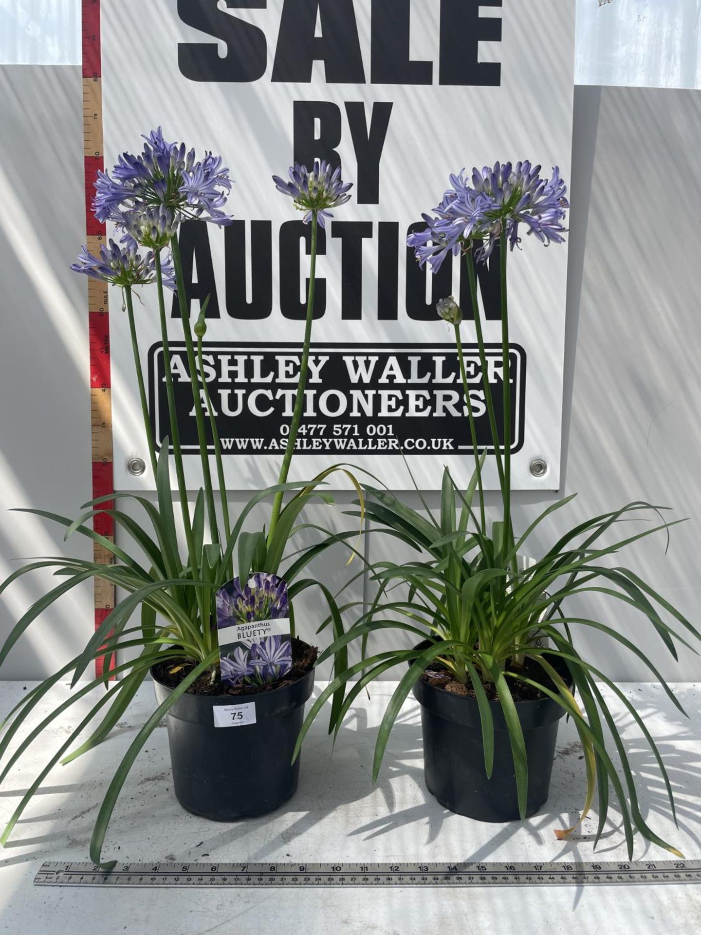 TWO LARGE BLUETY AGAPANTHUS 'SUMMER LOVE' IN POTS HEIGHT 70CM PLUS VAT