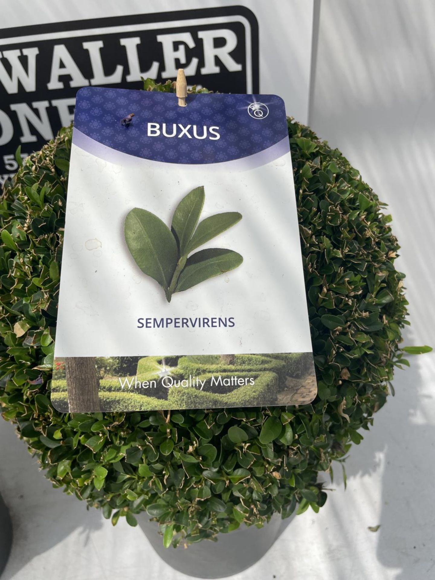 TWO BUXUS BALL PLANTS IN 5 LITRE POTS 45CM IN HEIGHT PLUS VAT - Image 3 of 4