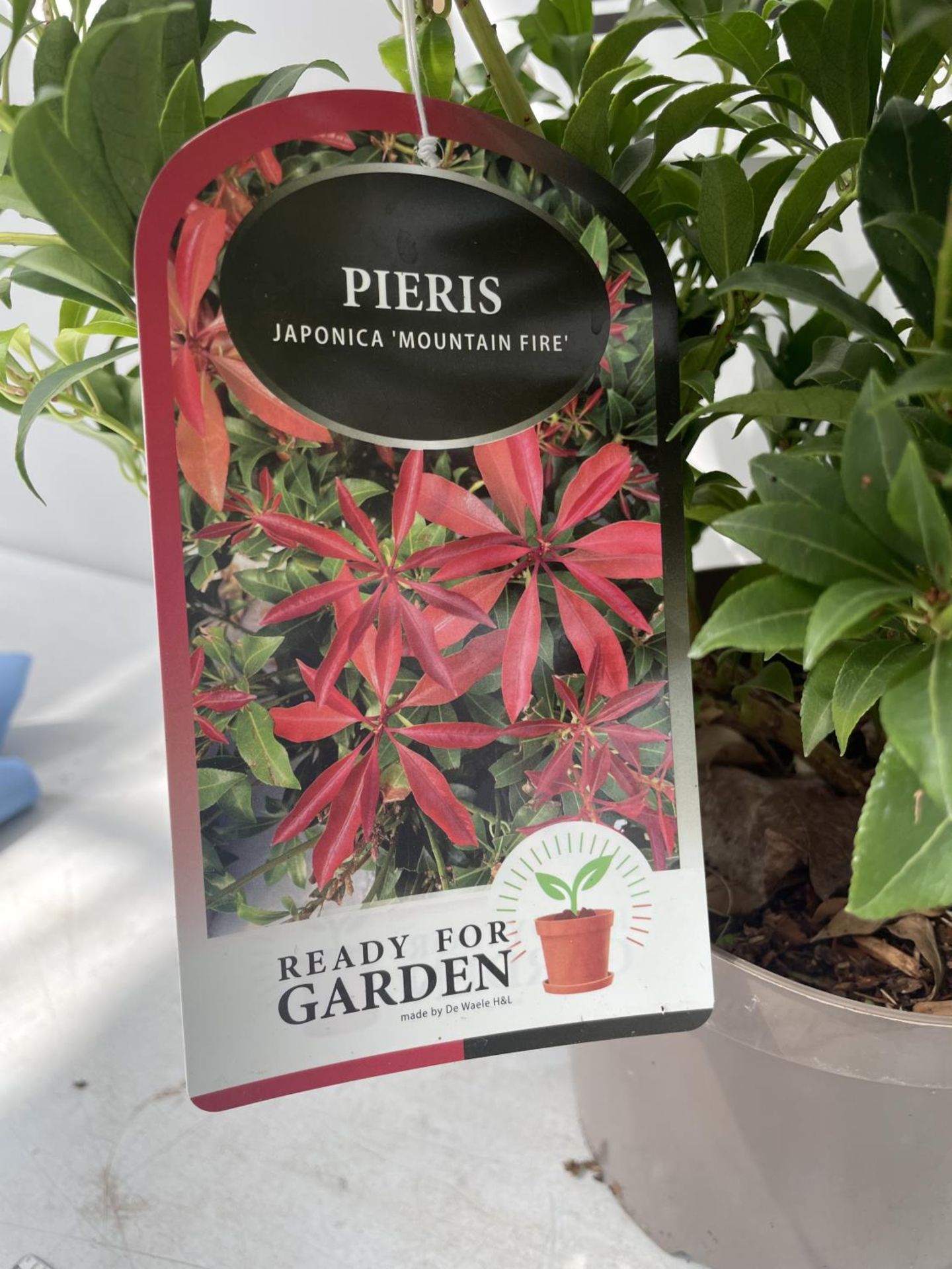 TWO PIERIS JAPONICA 'MOUNTAIN FIRE' IN 3 LITRE POTS PLUS VAT - Image 3 of 4