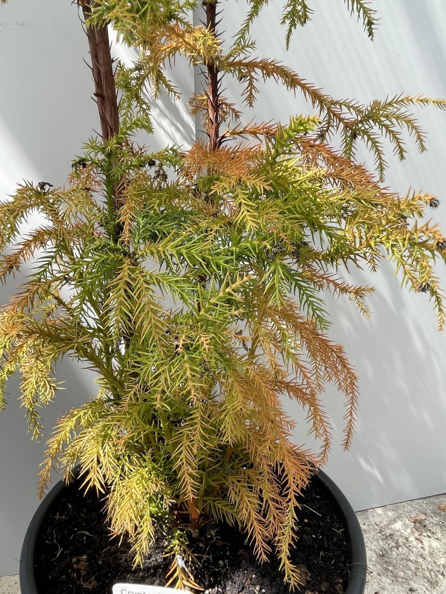 ONE CRYPTOMERIA 'VILMORINIANA' TREE IN POT 110CM IN HEIGHT PLUS VAT - Image 2 of 3