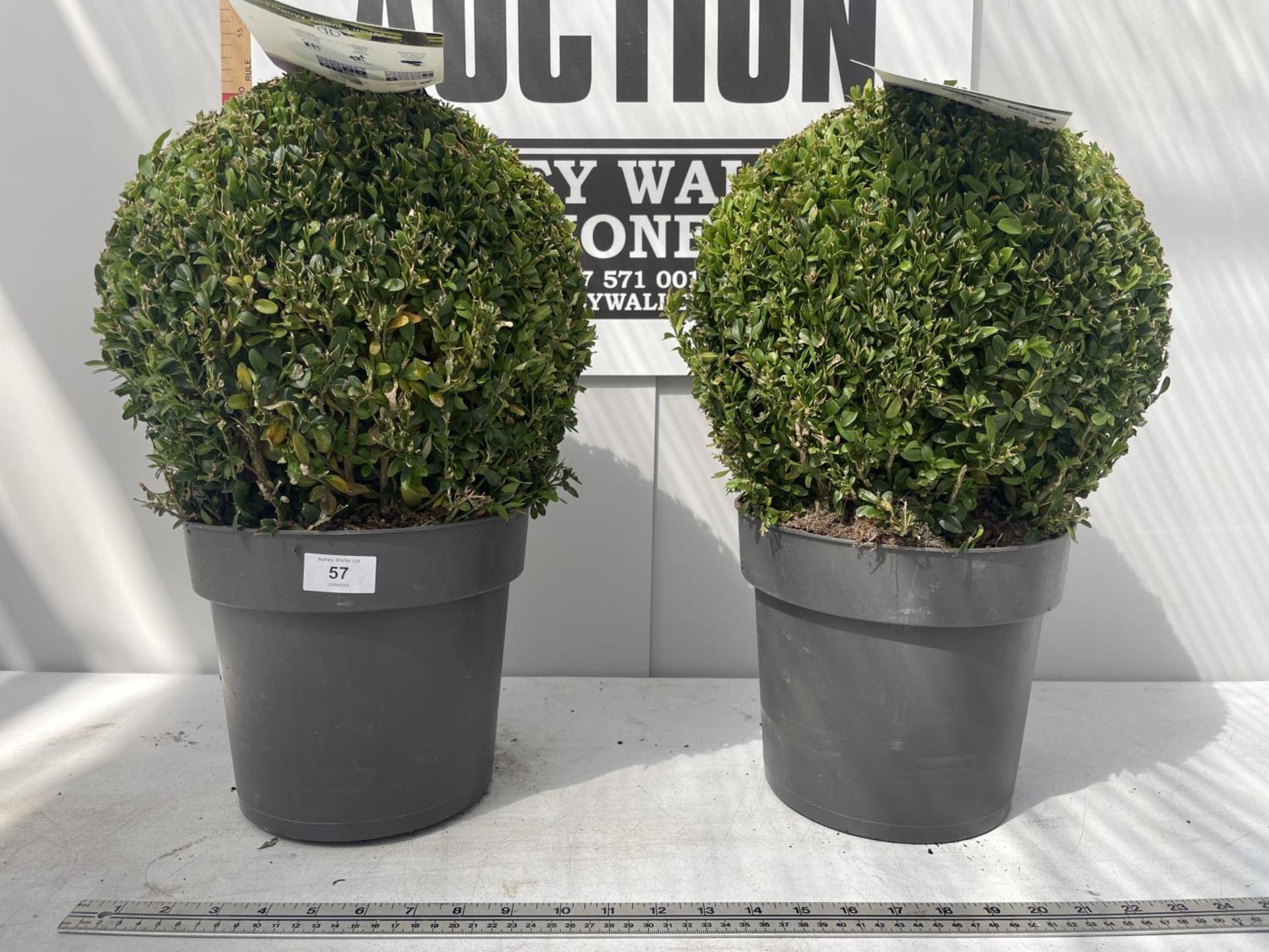TWO BUXUS BALL PLANTS IN 5 LITRE POTS 45CM IN HEIGHT PLUS VAT