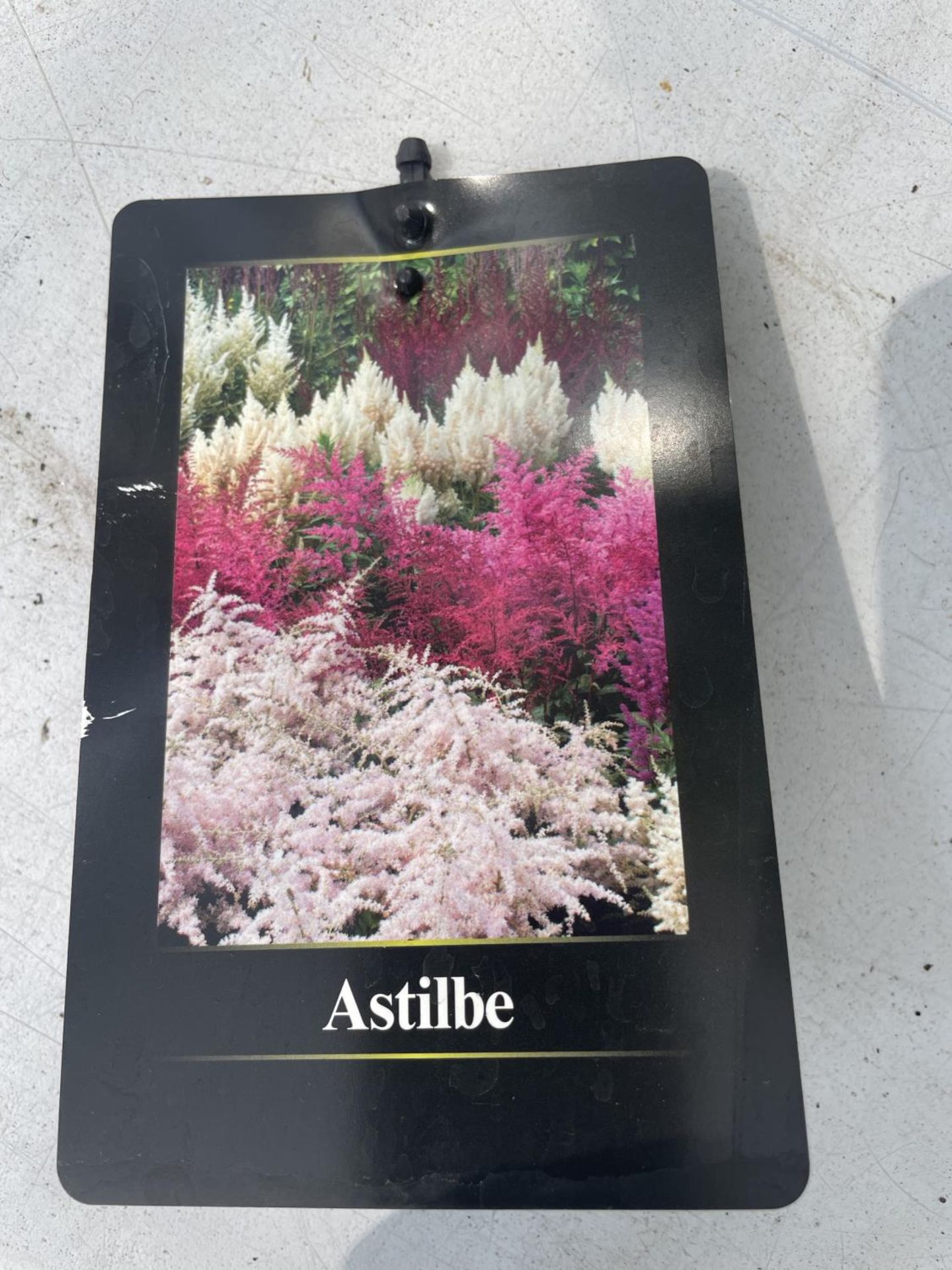 ONE WHITE ASTILBE IN POT PLUS VAT - Image 3 of 3