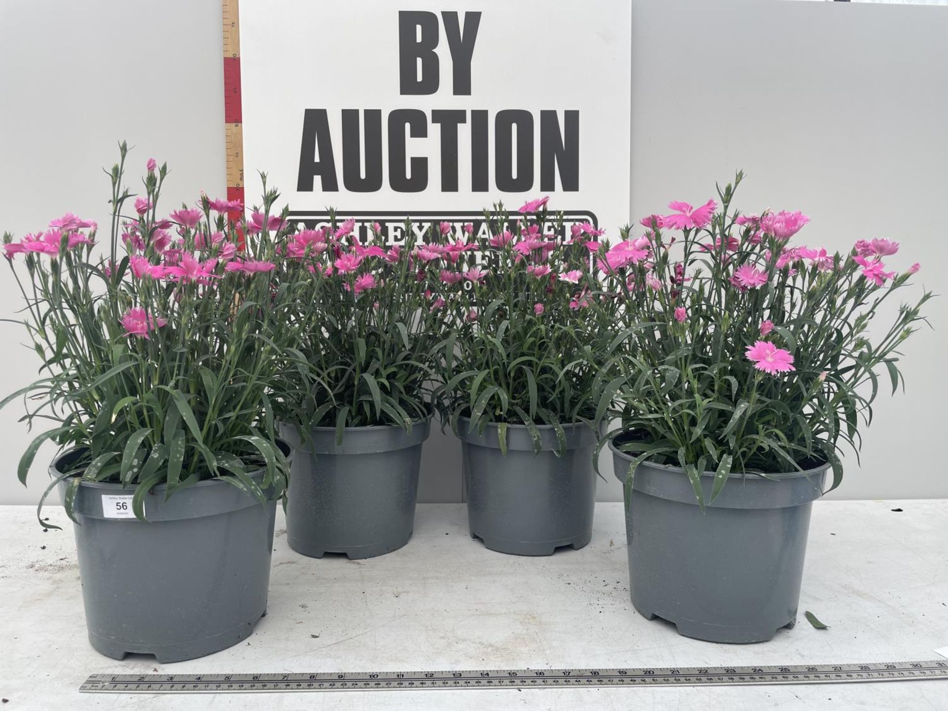 FOUR PINK DIANTHUS IN 5 LITRE POTS PLUS VAT