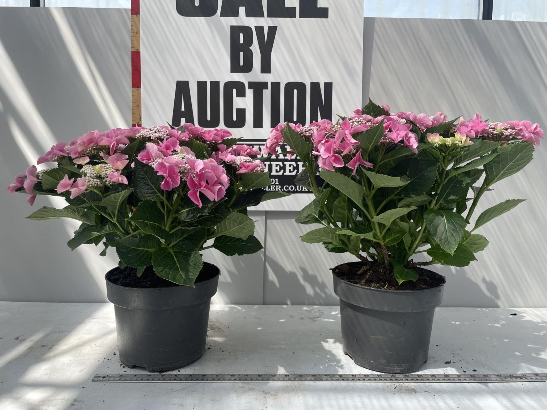 TWO PINK LACECAP HYDRANGEAS IN POTS 50CM IN HEIGHT PLUS VAT