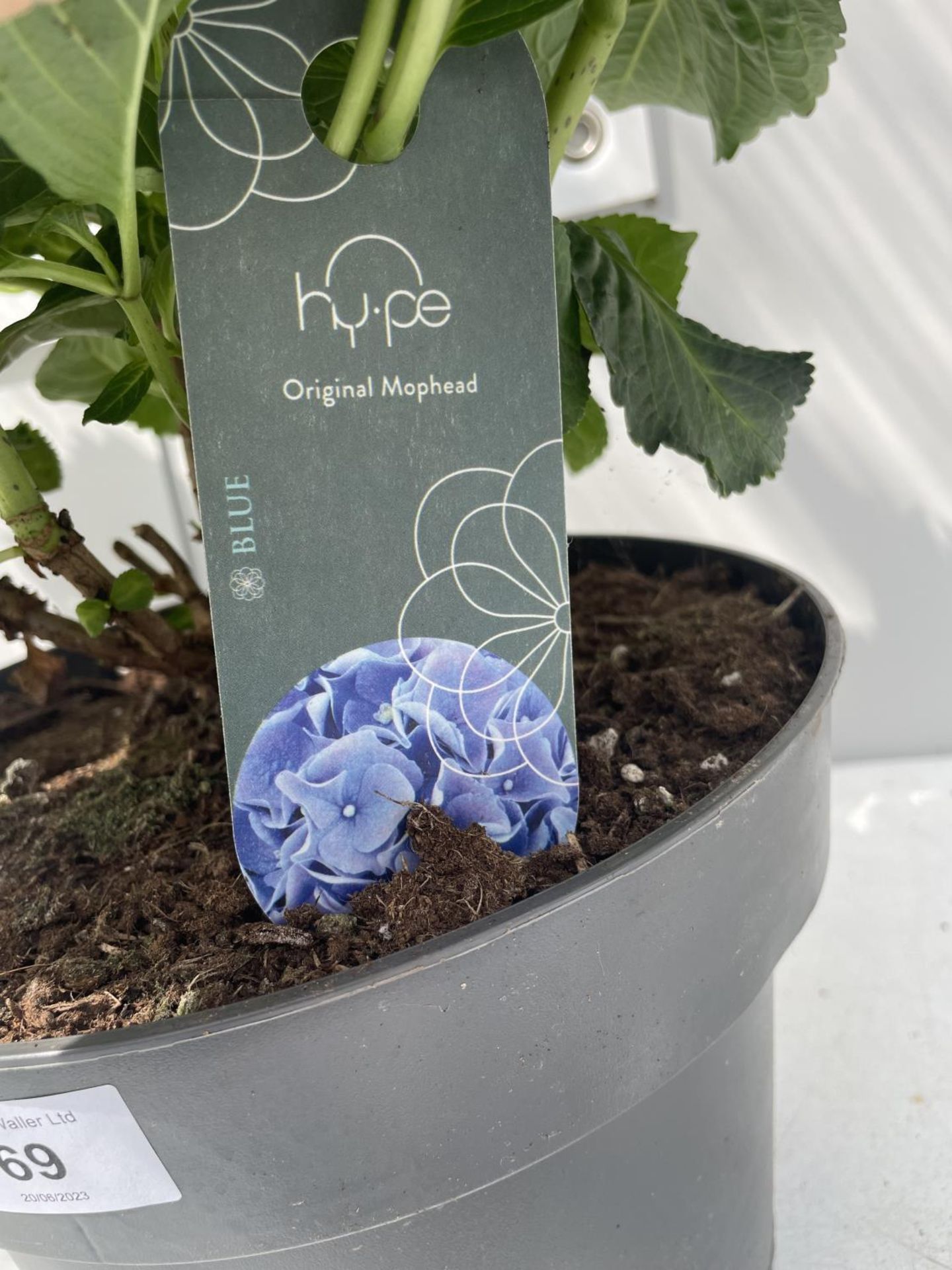 TWO BLUE LACECAP HYDRANGEAS IN POTS 55CM IN HEIGHT PLUS VAT - Image 3 of 3