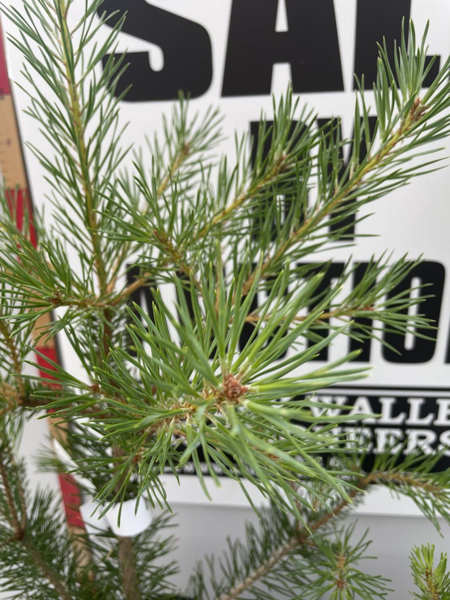 TWO SCOTS PINES IN POTS MEASURING 90CM EACH PLUS VAT - Image 2 of 3