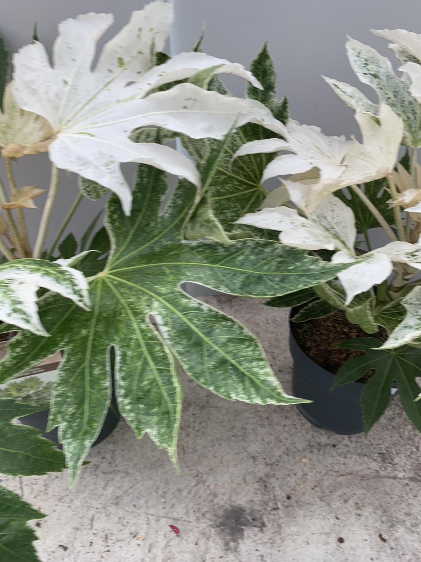 TWO FATSIA JAPONICA SPIDERWEB APPROXIMATELY 70CM TALL IN 6 LITRE POTS + VAT - Image 4 of 5