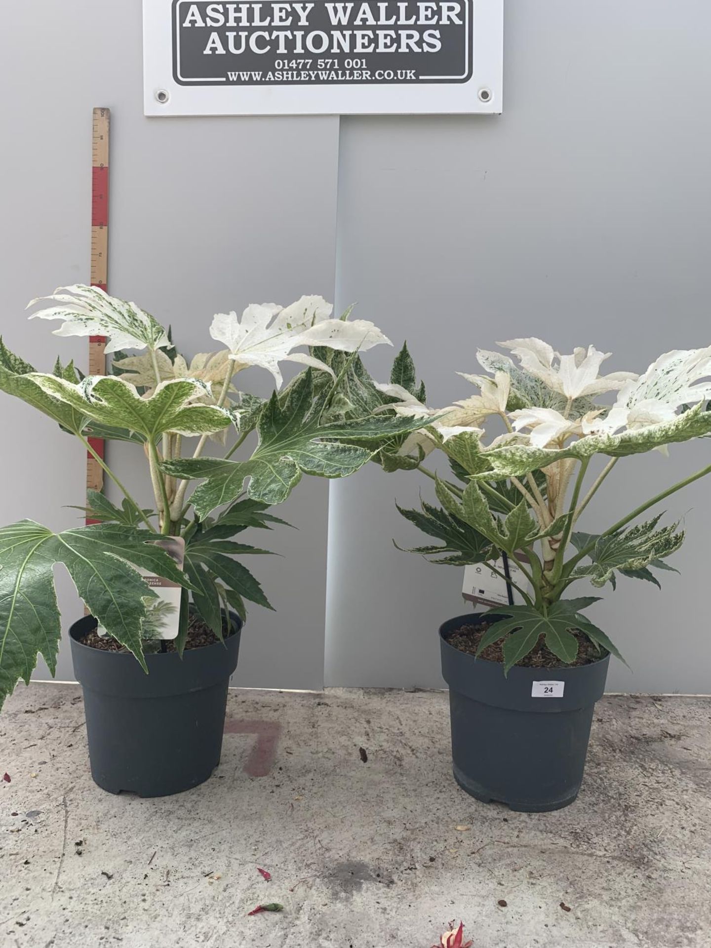 TWO FATSIA JAPONICA SPIDERWEB APPROXIMATELY 70CM TALL IN 6 LITRE POTS + VAT