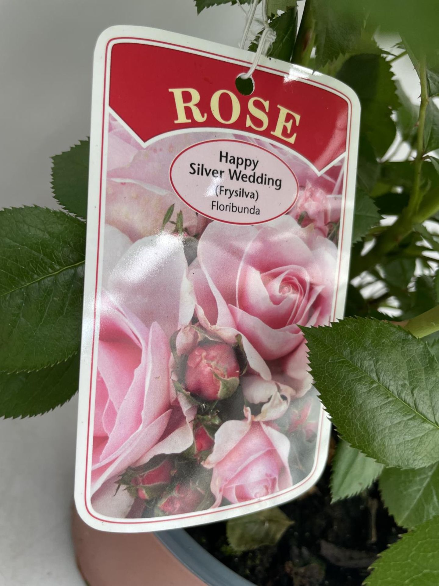 FOUR POTTED ROSES TO INCLUDE HYBRID T AND FLORIBUNDA + VAT - Image 4 of 4