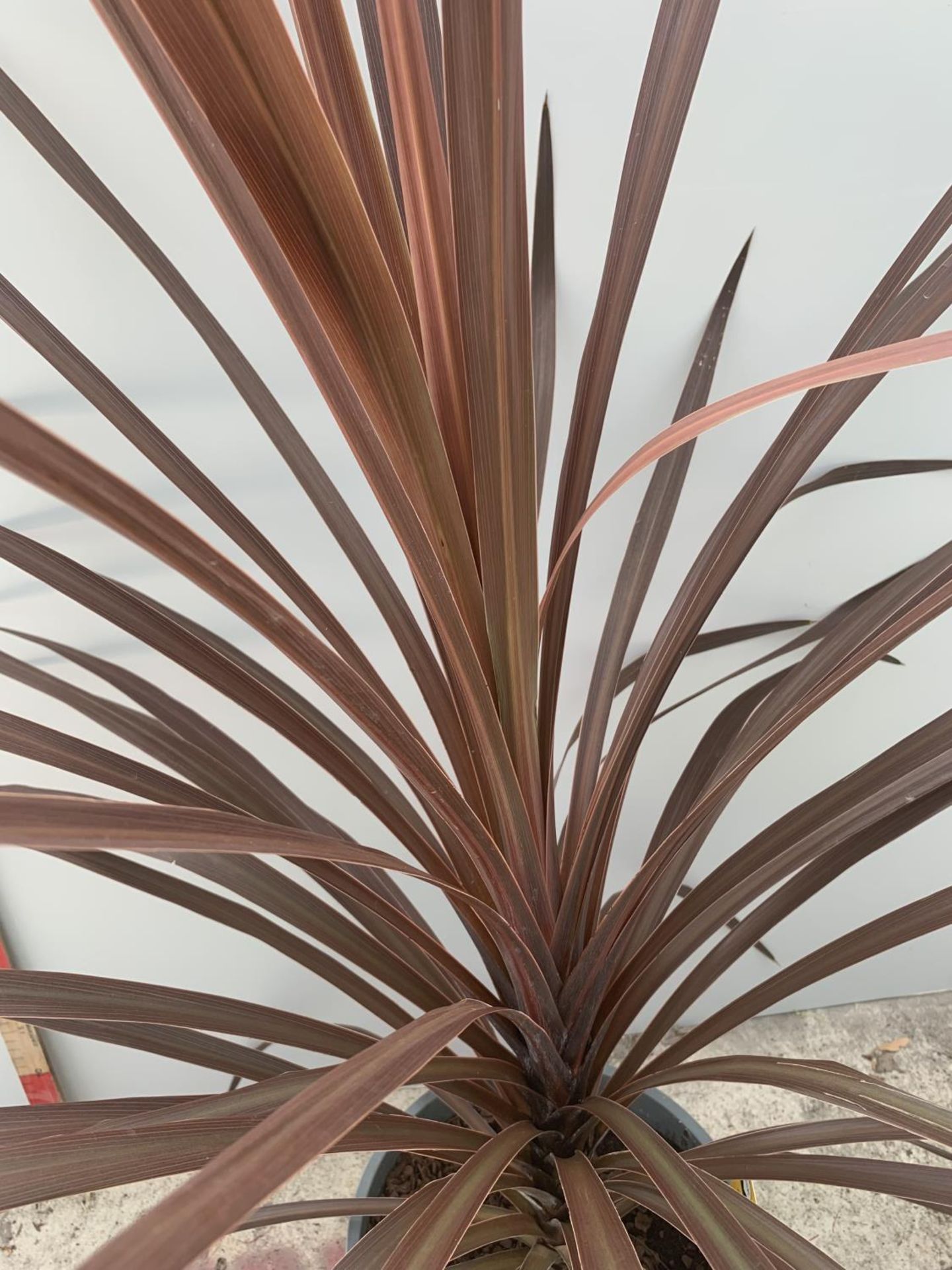 A LARGE CORDYLINE RED STAR APPROXIMATELY 160CM TALL IN A 5 LITRE POT + VAT - Image 2 of 3