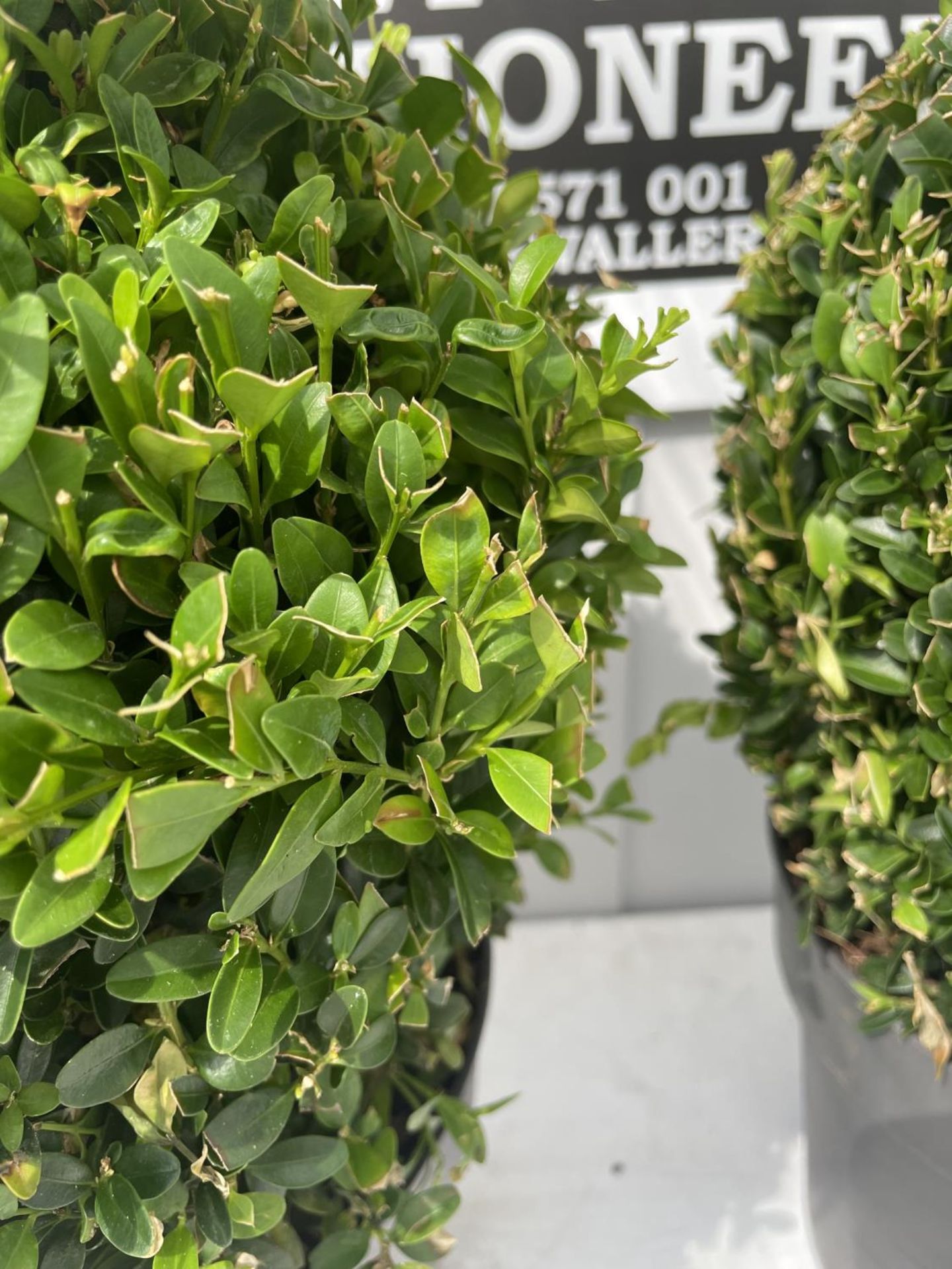 TWO BUXUS BALL PLANTS IN 5 LITRE POTS 45CM IN HEIGHT PLUS VAT - Image 4 of 4