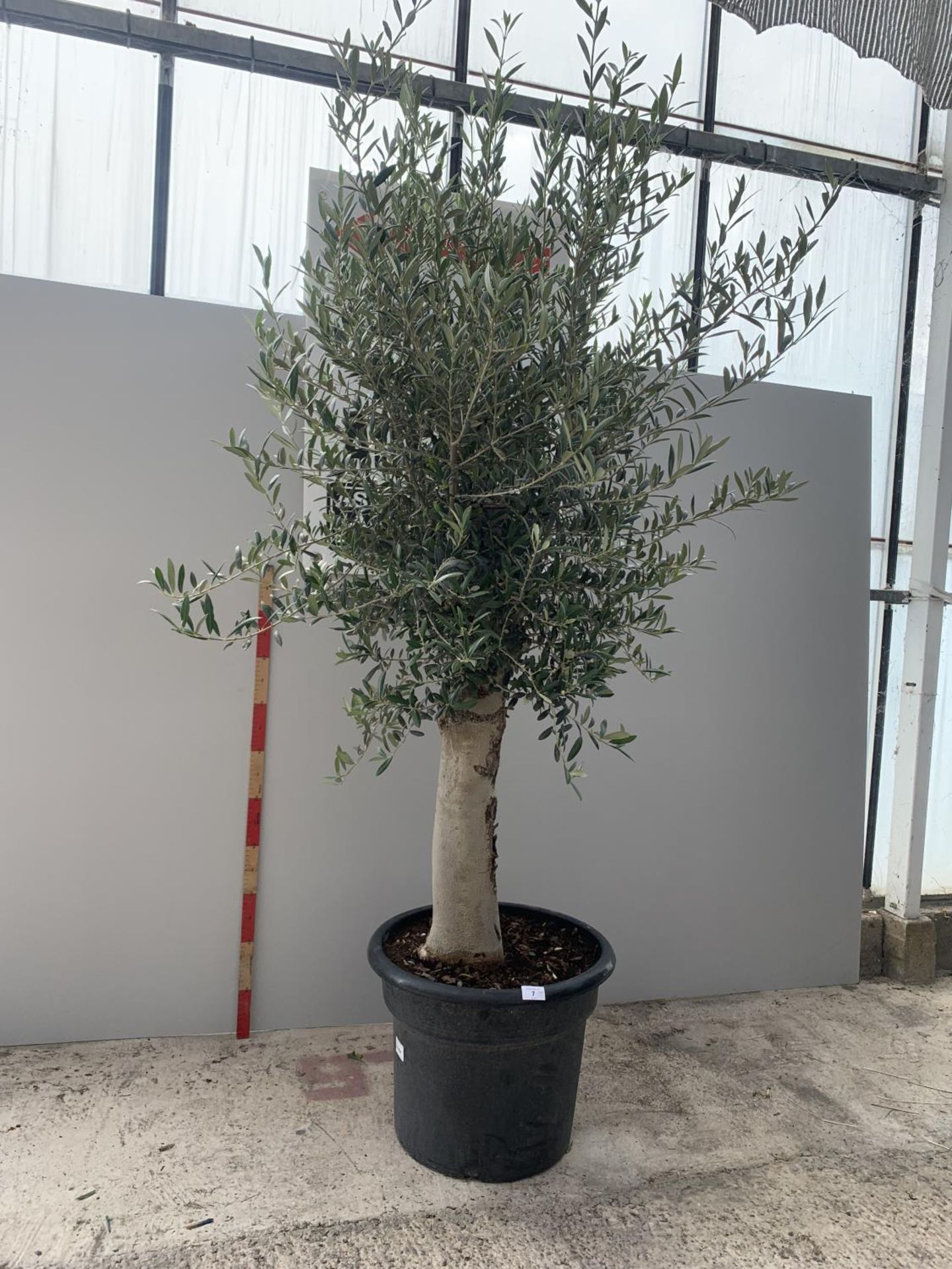 AN OLEA EUROPEA TREE 180CM IN HEIGHT IN A 35 LITRE POT + VAT - Image 3 of 3