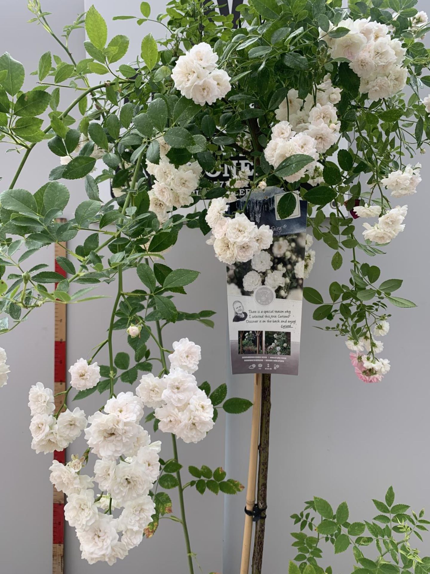A STANDARD WHITE ROSE CRYSTAL FAIRY 135CM IN HEIGHT IN A 6 LITRE POT + VAT - Image 4 of 6