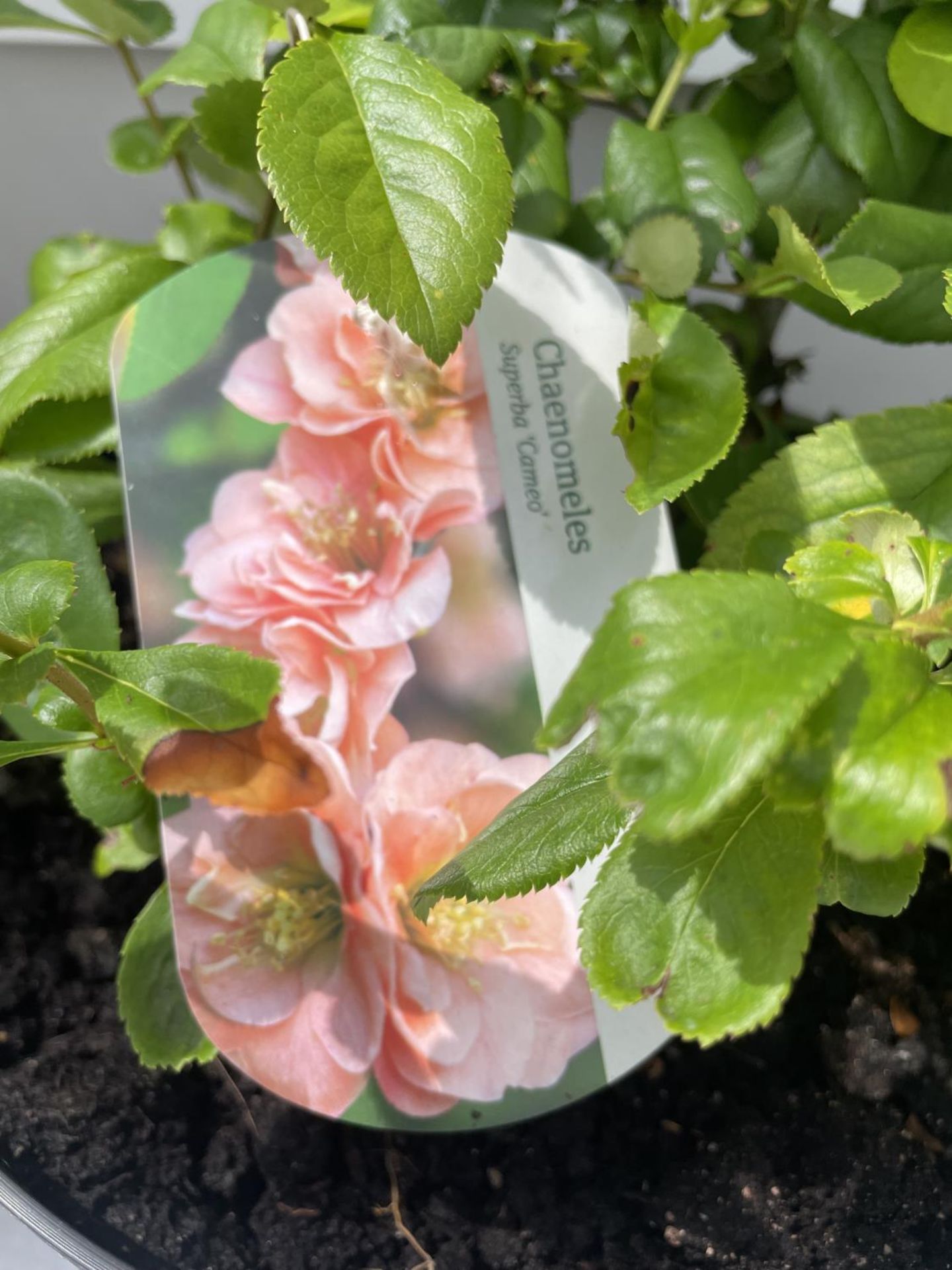 FOUR MIXED SHRUBS IN POTS - LONICERA/CHAENOMELES/PHILADELPHUS/COTONEASTER PLUS VAT - Image 3 of 5