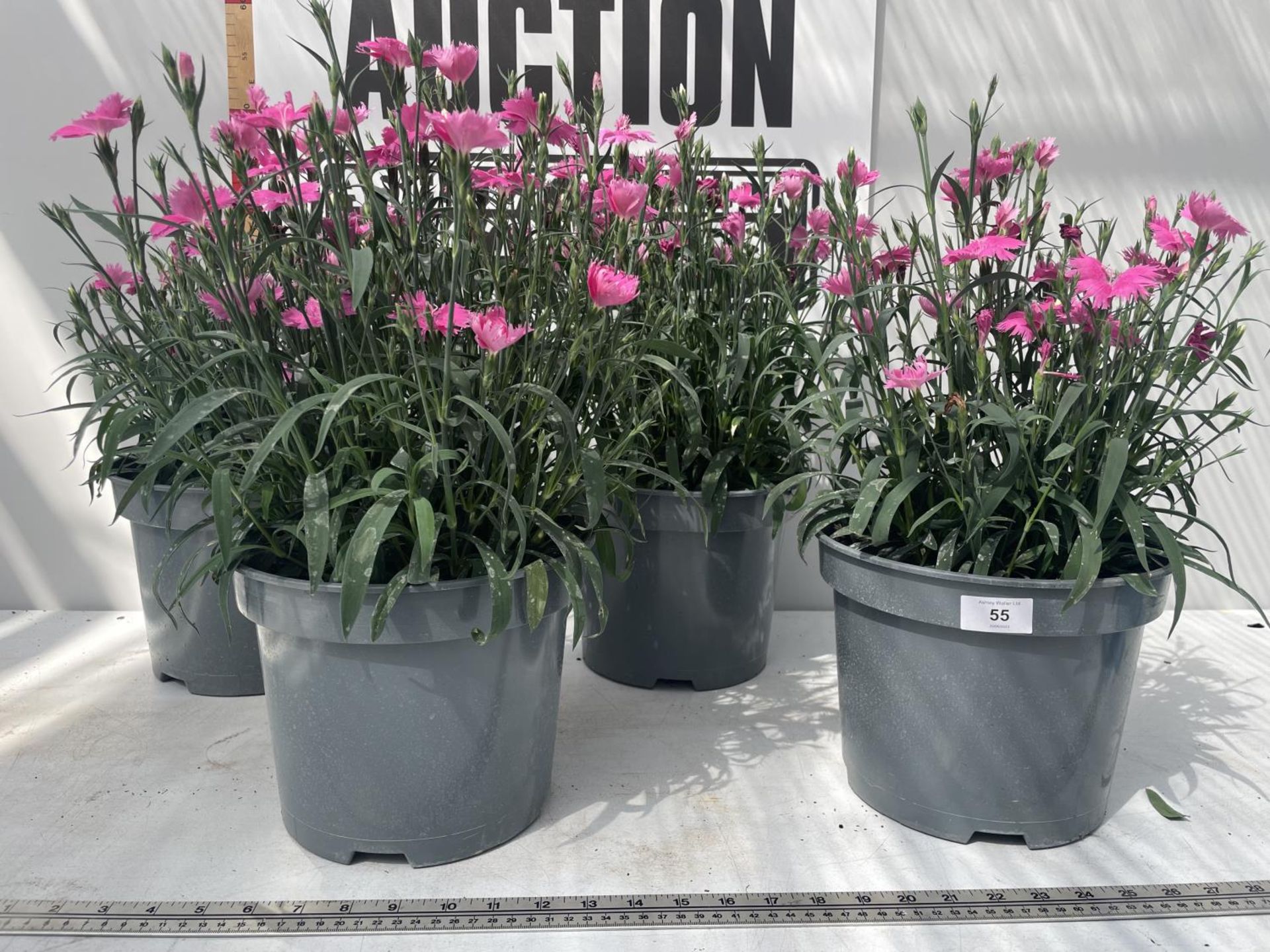 FOUR PINK DIANTHUS IN 5 LITRE POTS PLUS VAT