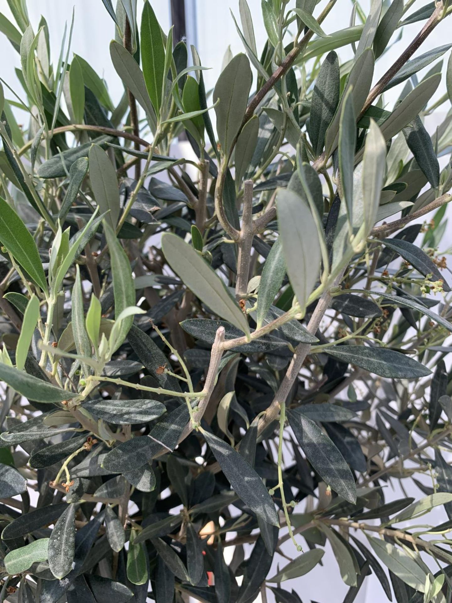 TWO STANDARD OLIVE TREES 160CM - 180CM TALL + VAT - Image 3 of 4