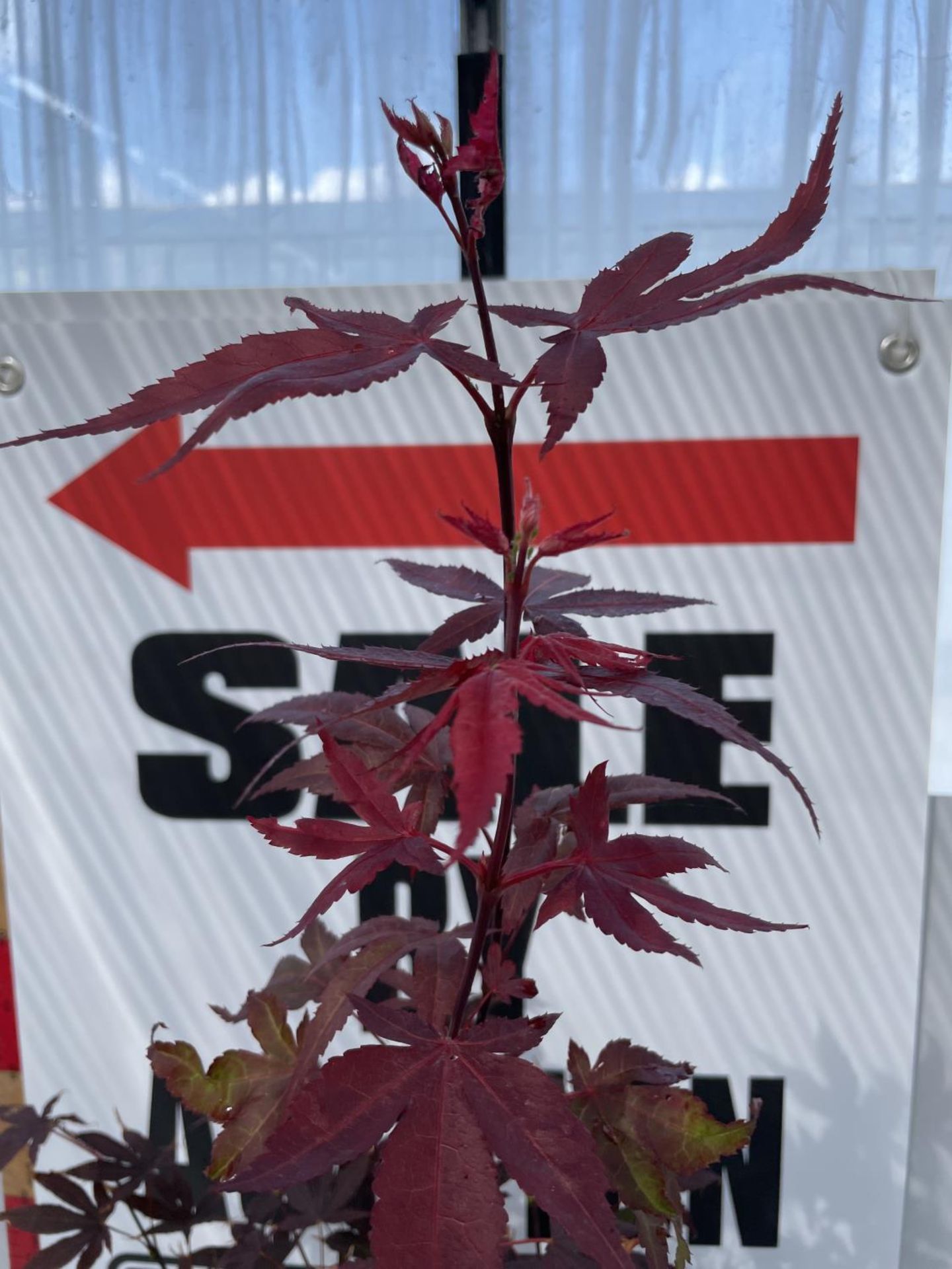 ONE ACER 'ATROPURPUREUM' IN LARGE TERRACOTTA POT (WHIHC IS 35CM IN DIAMETER) PLUS VAT - Image 2 of 3