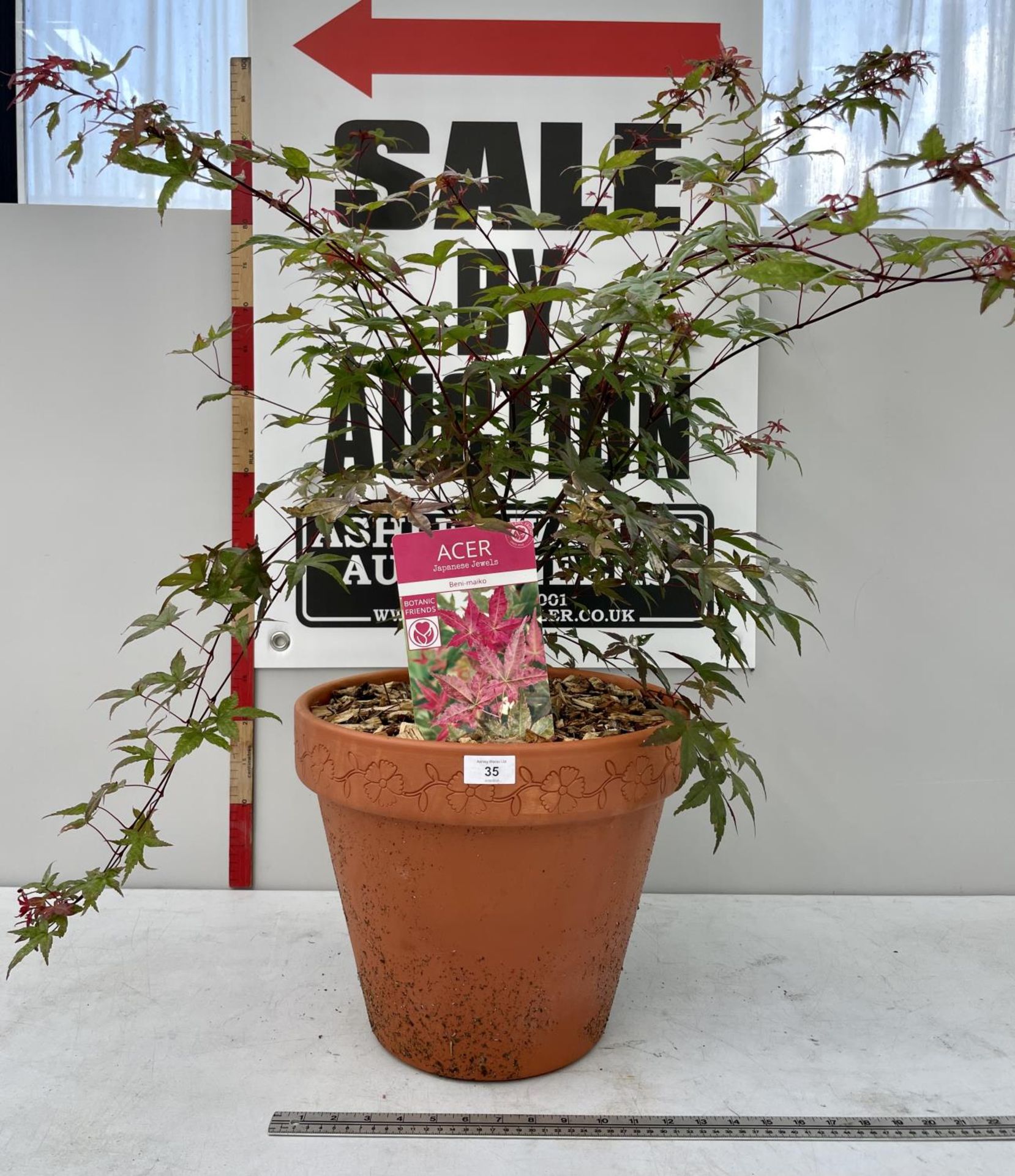 ONE ACER 'BENI MAIKO' IN TERRACOTTA POT (35CM DIAMETER POT) 90CM IN HEIGHT PLUS VAT