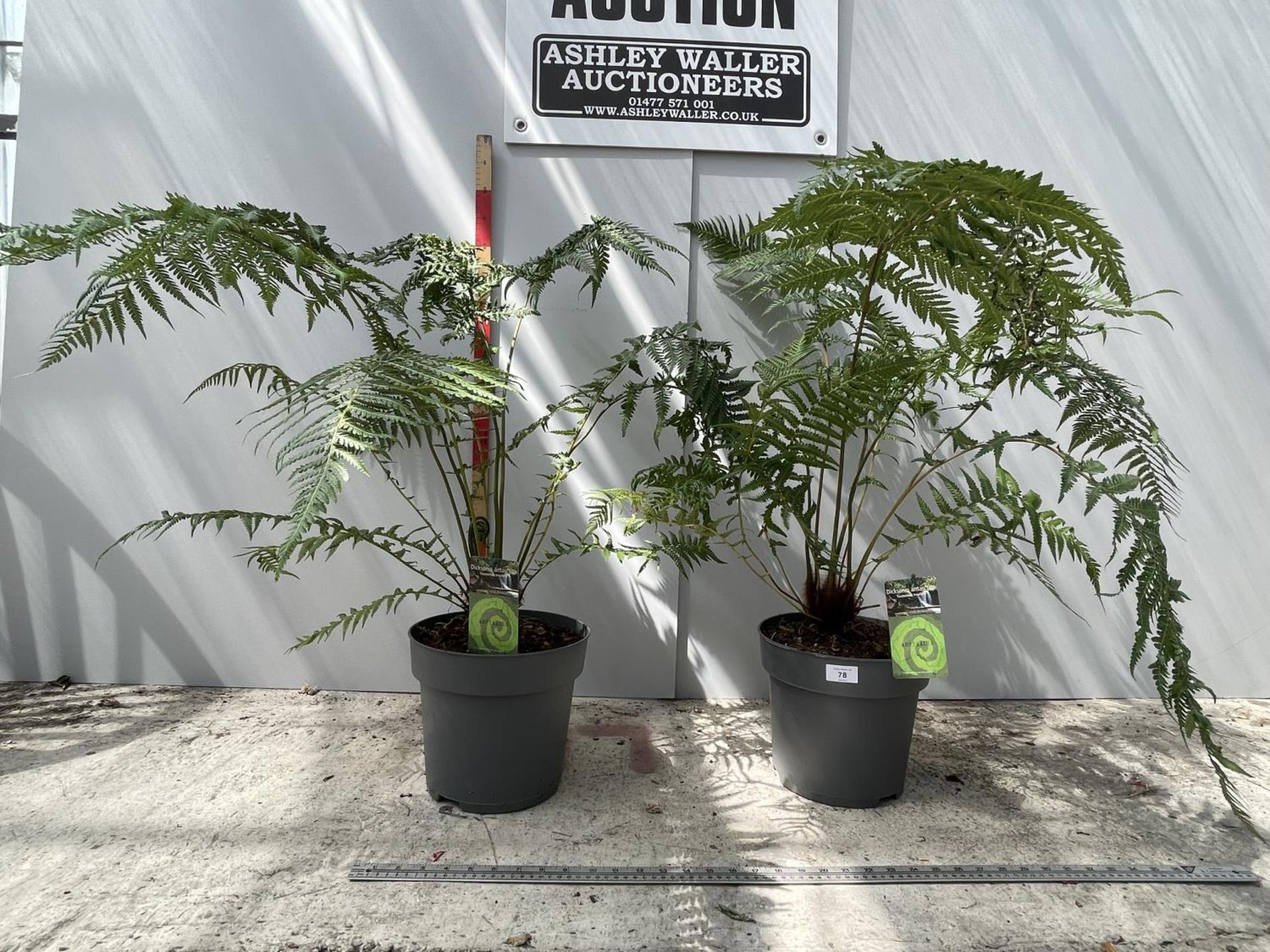 TWO LARGE TASMANIAN TREEFERNS IN 7 LTR POTS 85CM IN HEIGHT PLUS VAT - Image 4 of 4