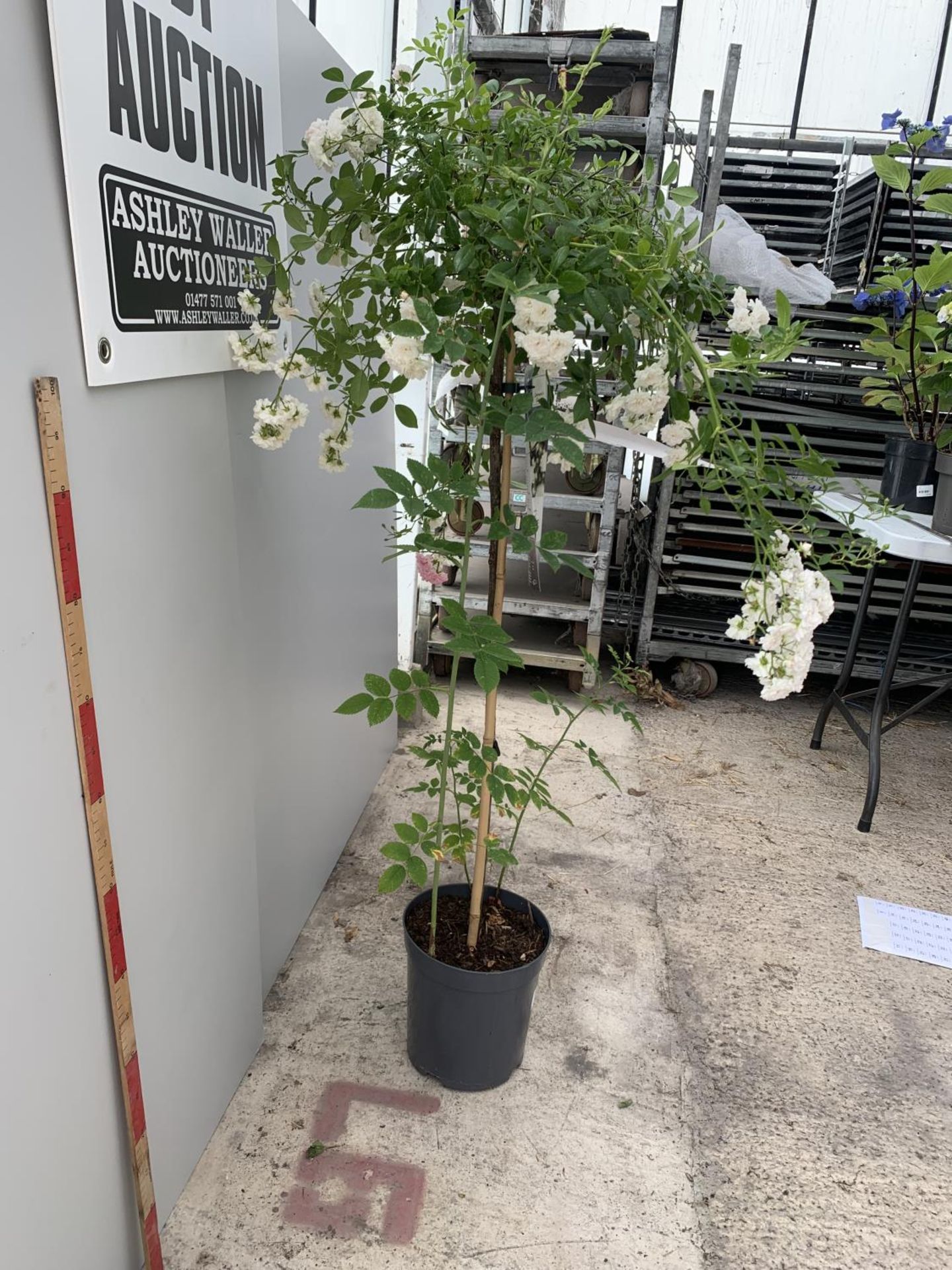 A STANDARD WHITE ROSE CRYSTAL FAIRY 135CM IN HEIGHT IN A 6 LITRE POT + VAT - Image 5 of 6