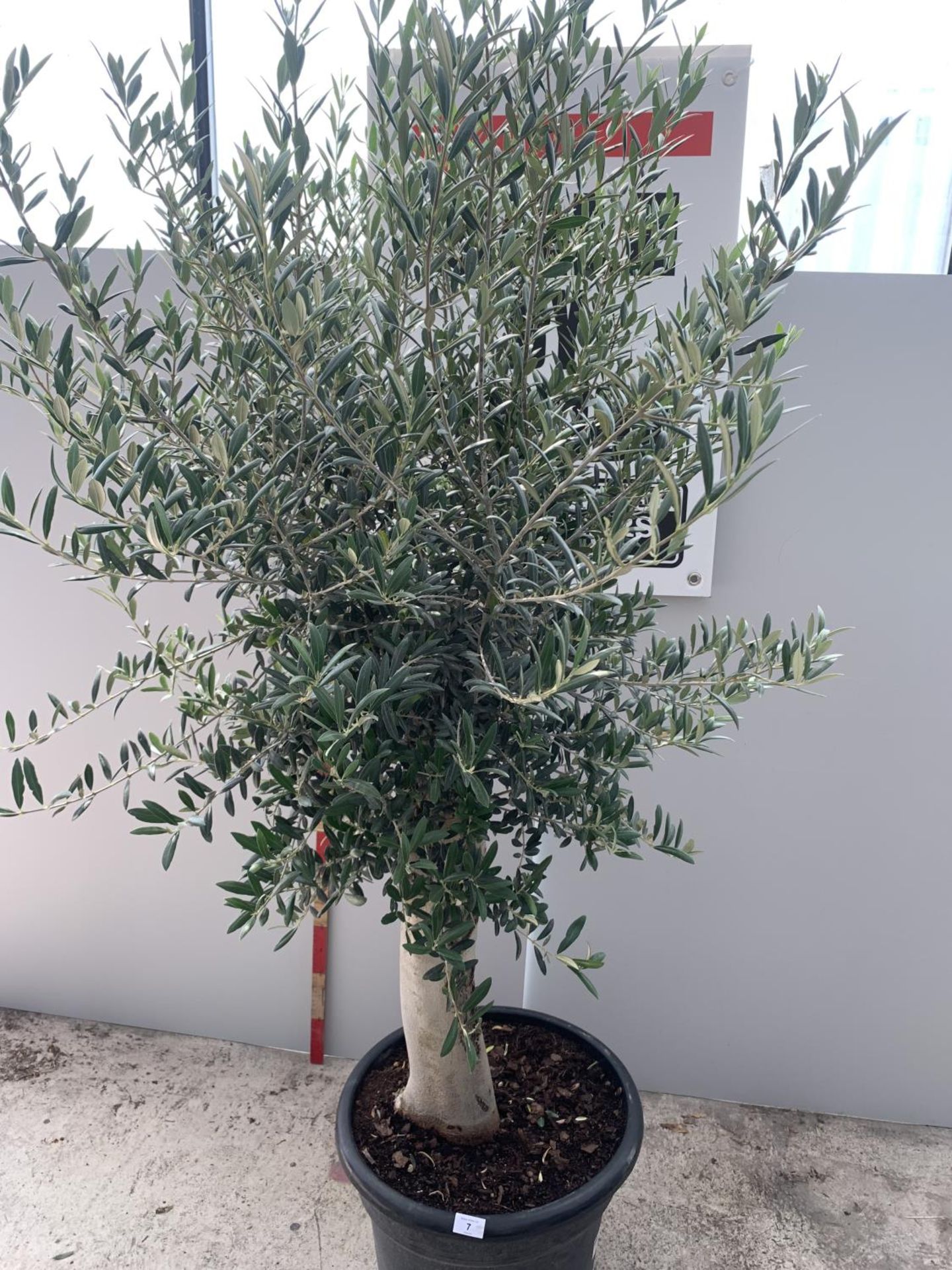 AN OLEA EUROPEA TREE 180CM IN HEIGHT IN A 35 LITRE POT + VAT - Image 2 of 3