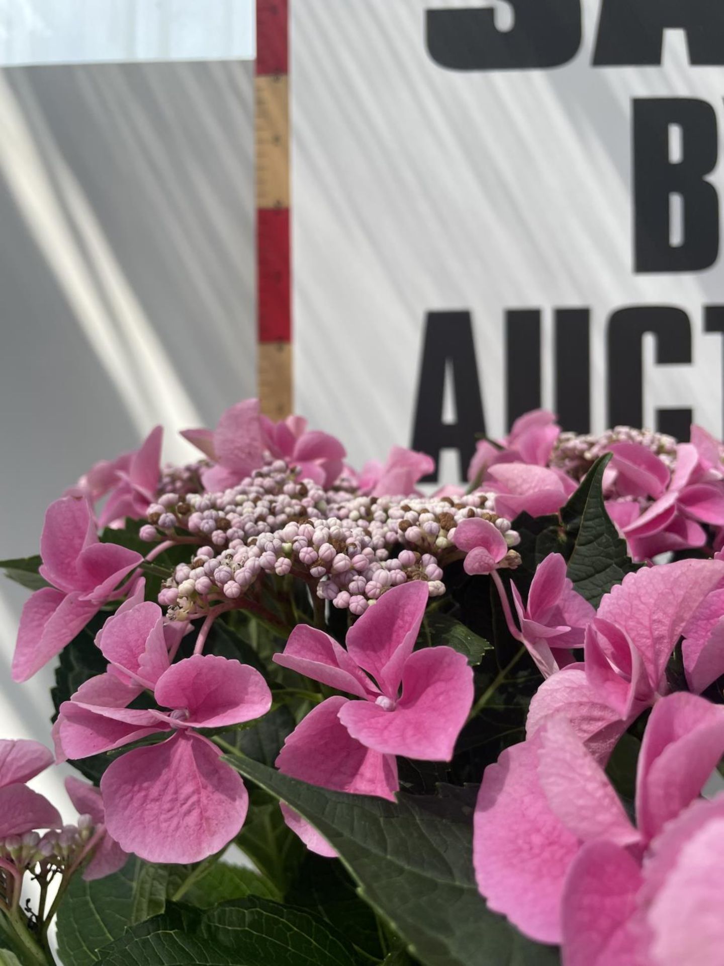 TWO PINK LACECAP LARGE HYDRANGEAS 55CM IN HEIGHT IN C-5 POTS PLUS VAT - Image 2 of 4