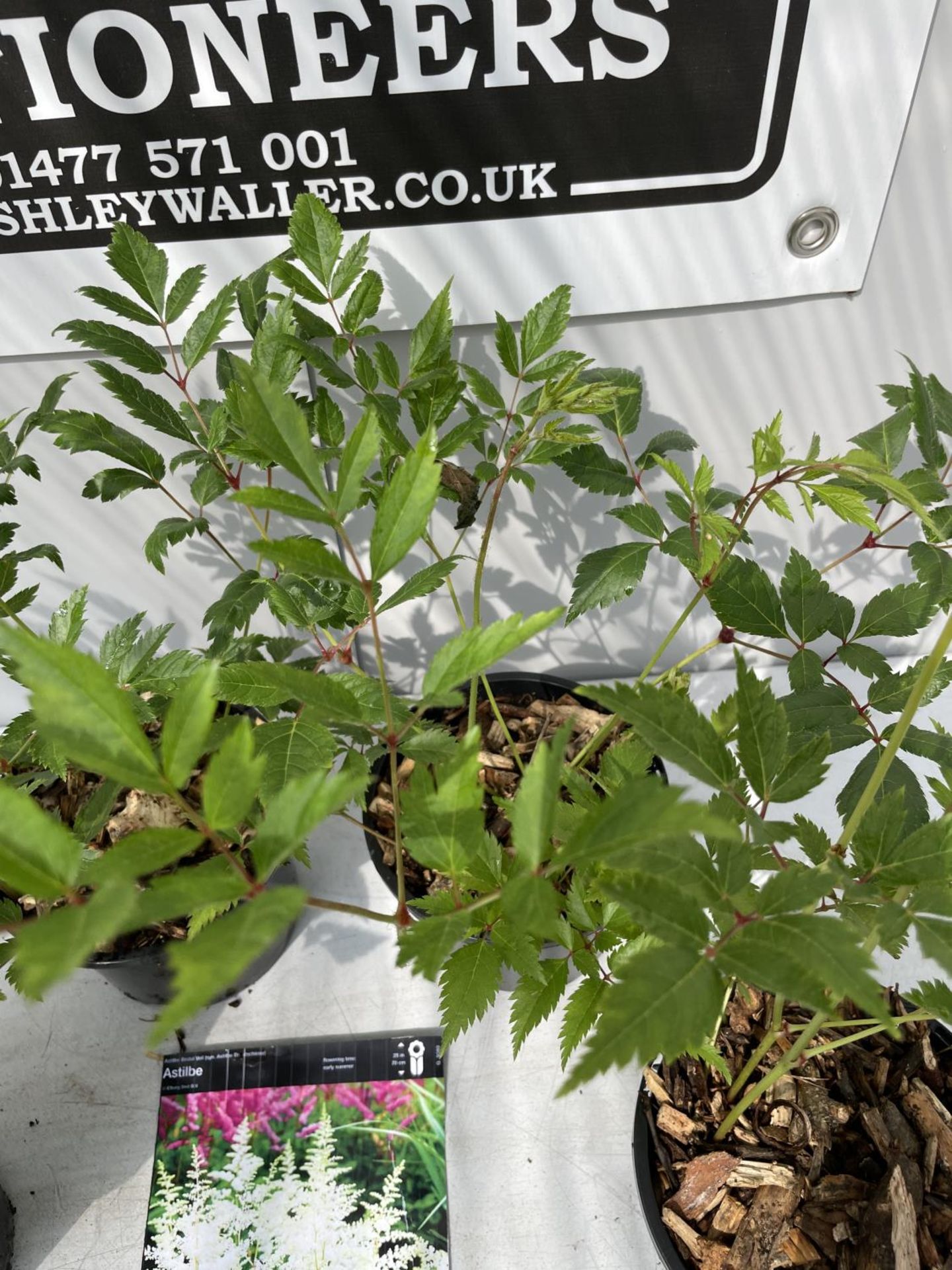 FOUR WHITE ASTILBE PLANTS IN POTS PLUS VAT - Image 2 of 3