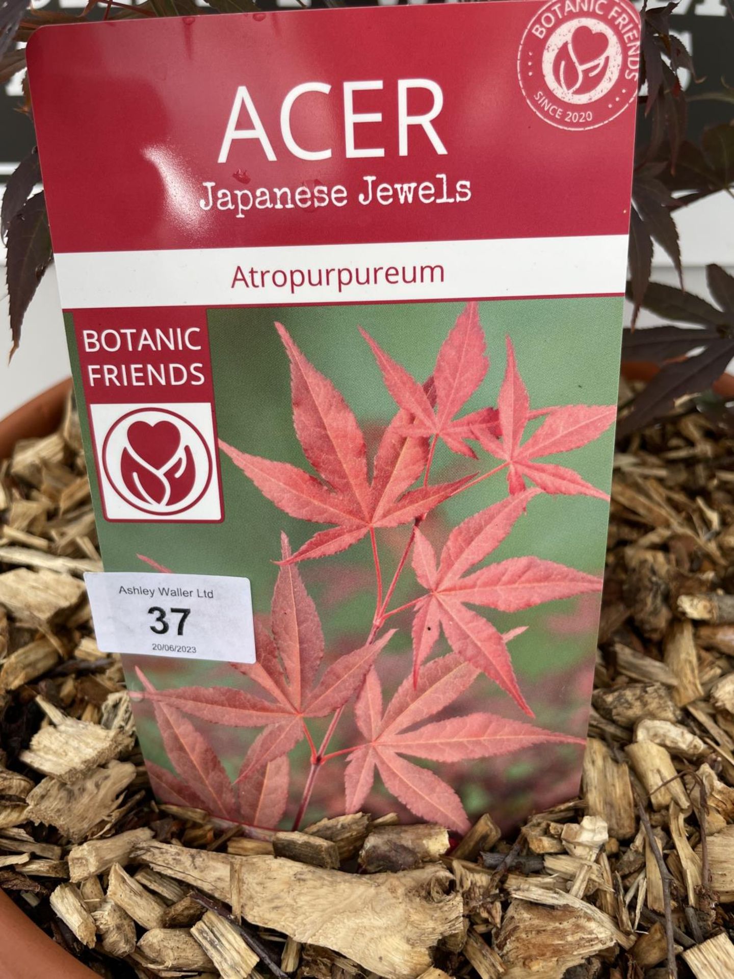 ONE ACER 'ATROPURPUREUM' IN LARGE TERRACOTTA POT (WHIHC IS 35CM IN DIAMETER) PLUS VAT - Image 3 of 3