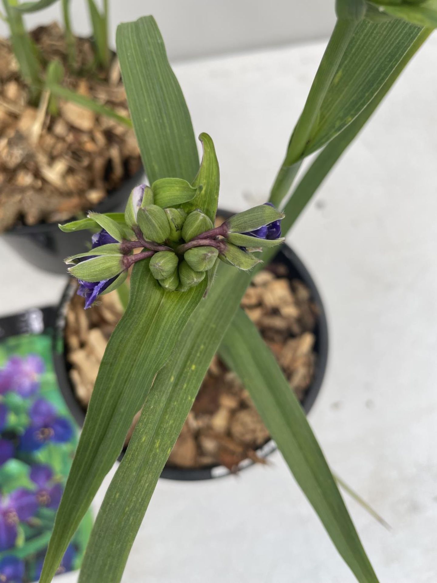 FOUR TRADESCANTIA ZWANENBURG BLUE IN POTS PLUS VAT - Image 2 of 3