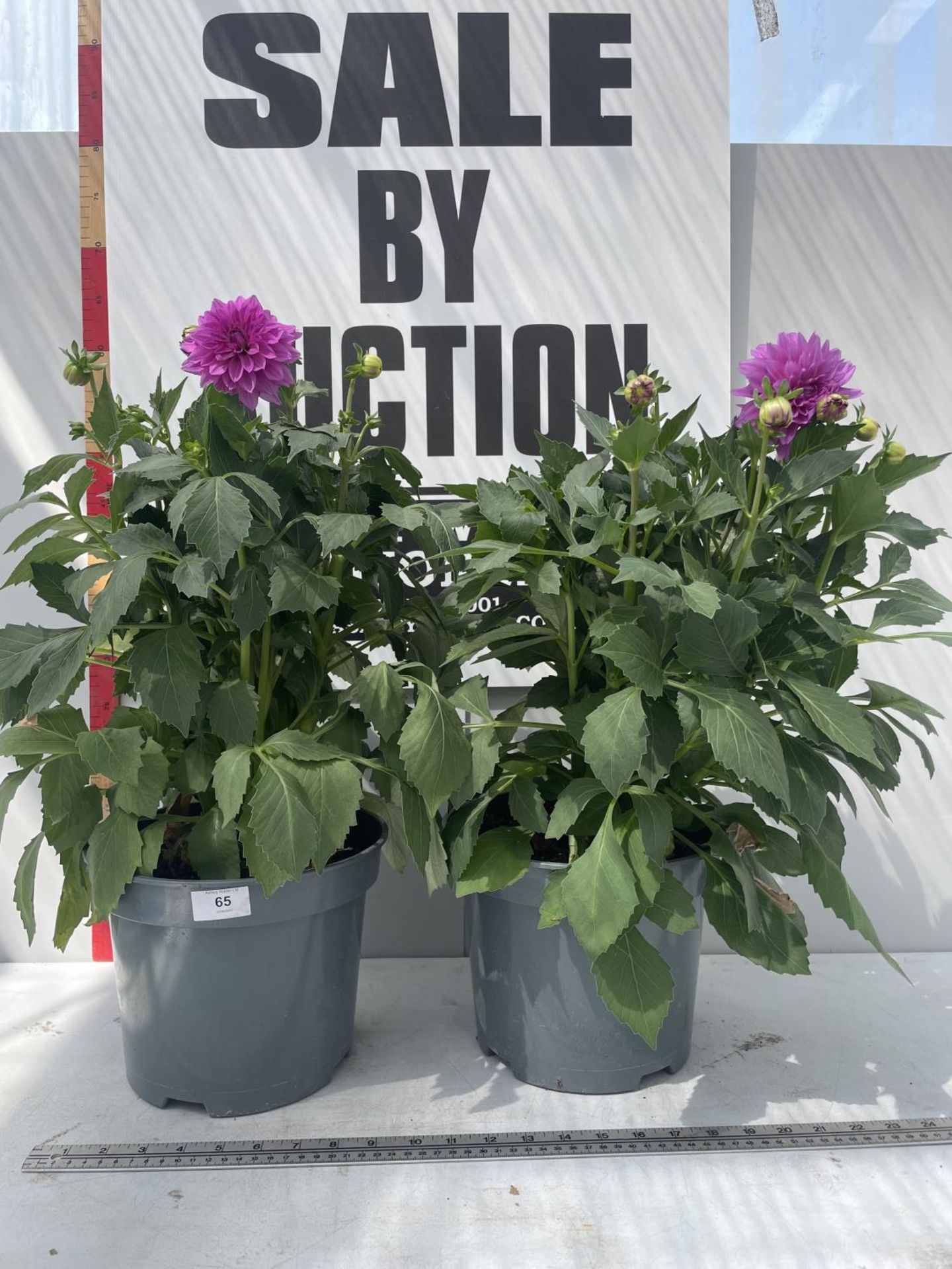 TWO PURPLE DAHLIAS 55CM IN HEIGHT IN 5 LITRE POTS PLUS VAT