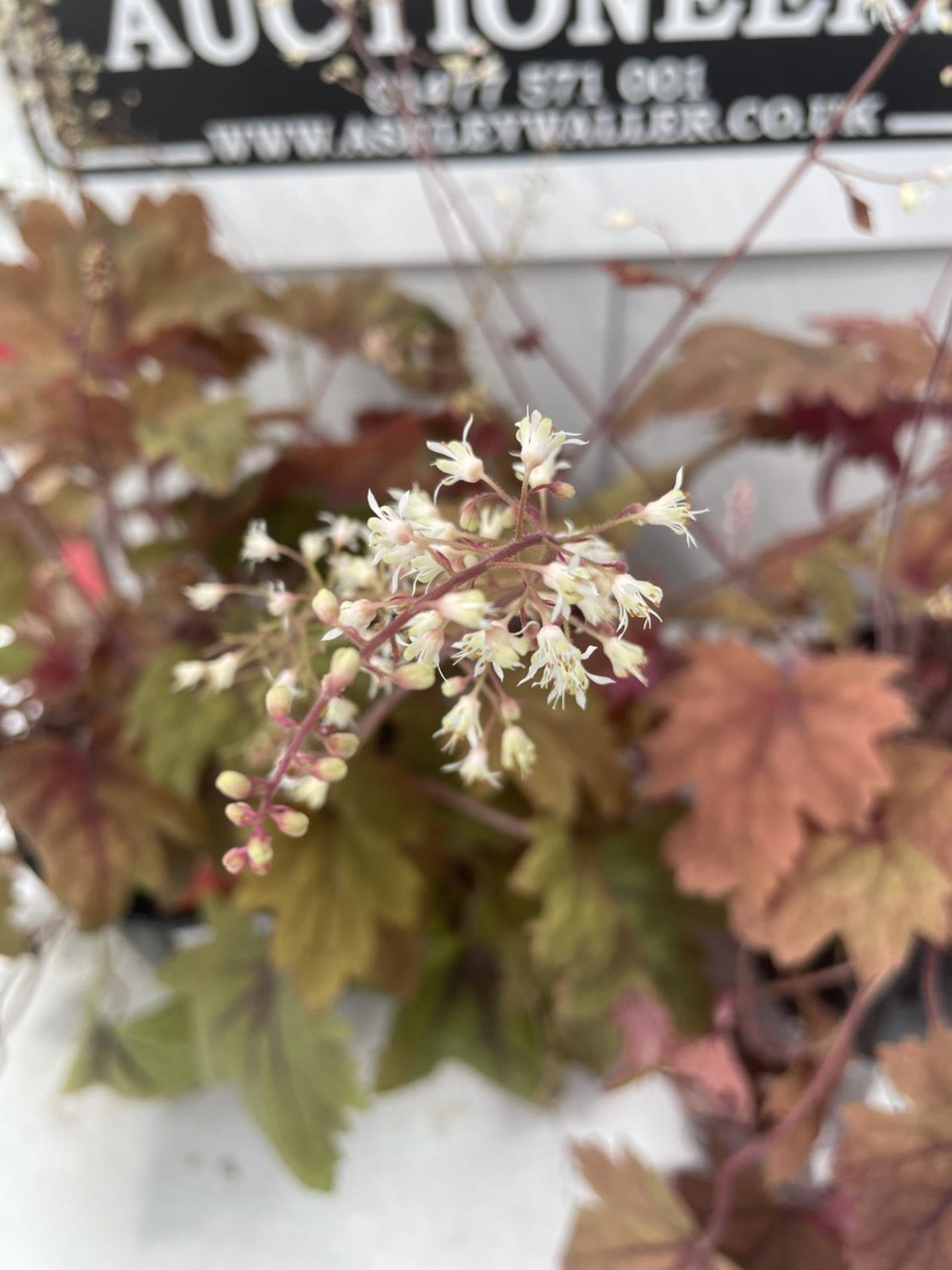 TWO HEUCHERELLA 'SWEET TEA' IN 3 LITRE POTS PLUS VAT - Image 2 of 3