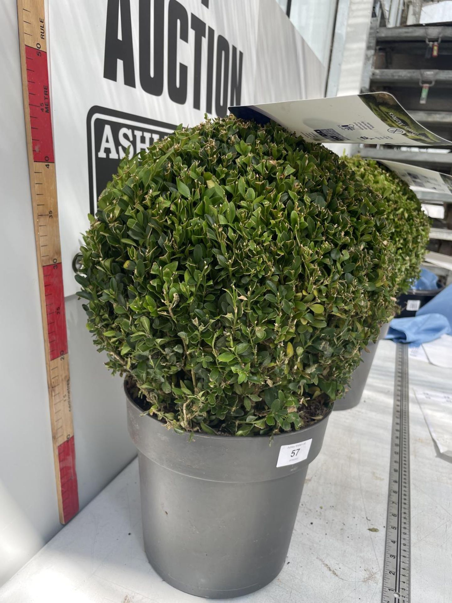 TWO BUXUS BALL PLANTS IN 5 LITRE POTS 45CM IN HEIGHT PLUS VAT - Image 2 of 3