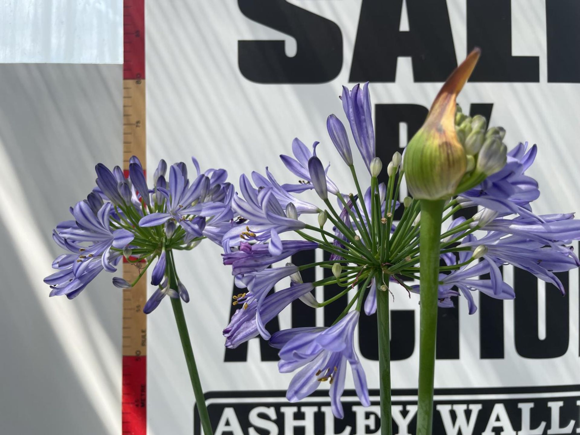 TWO LARGE BLUETY AGAPANTHUS 'SUMMER LOVE' IN POTS HEIGHT 70CM PLUS VAT - Image 2 of 3