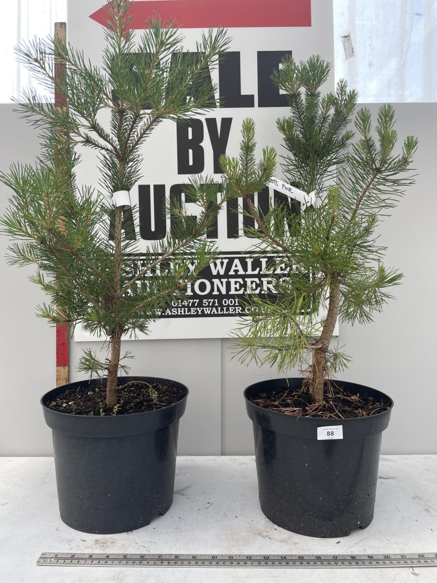 TWO SCOTS PINES IN POTS MEASURING 90CM EACH PLUS VAT