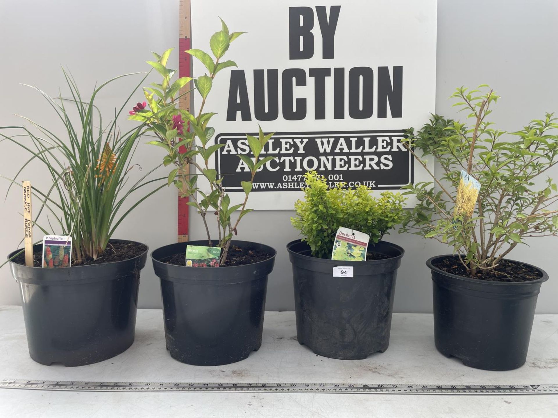 FOUR MIXED SHRUBS IN POTS KNIPHOFIA/ FORSYTHIA /WEIGELA /BERBERIS PLUS VAT