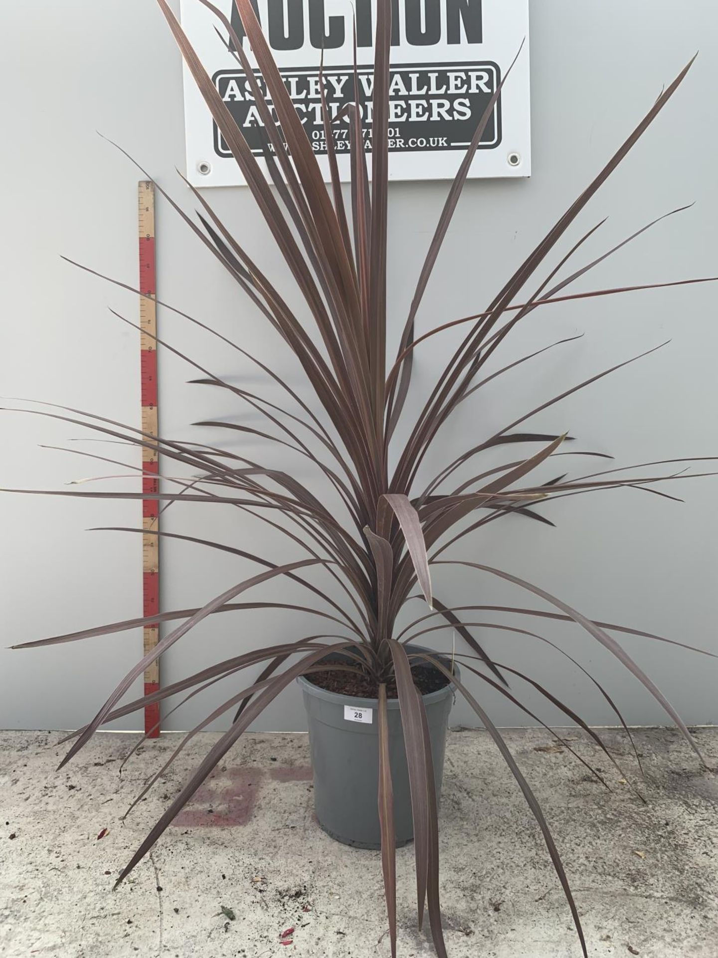 A LARGE CORDYLINE RED STAR APPROXIMATELY 160CM TALL IN A 5 LITRE POT + VAT