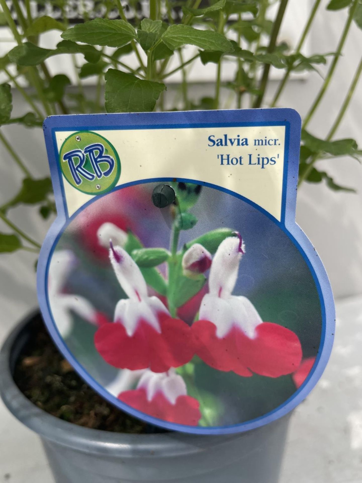TWO SALVIA 'HOT LIPS' IN 2 LITRE POTS 70CM IN HEIGHT PLUS VAT - Image 3 of 3
