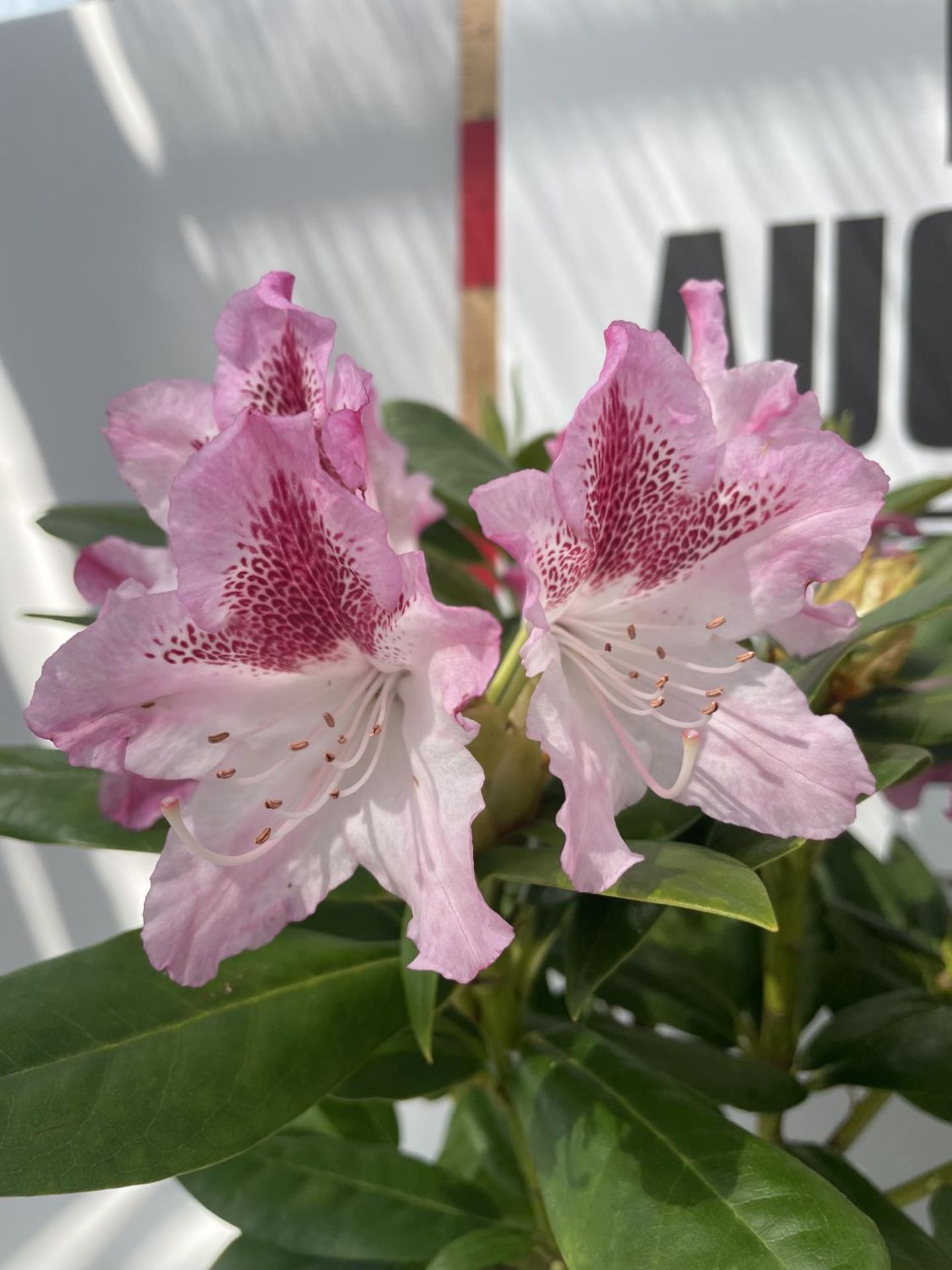 TWO PINK RHODODENDRONS 'COSMOPOLITAN' IN POTS PLUS VAT - Image 2 of 3