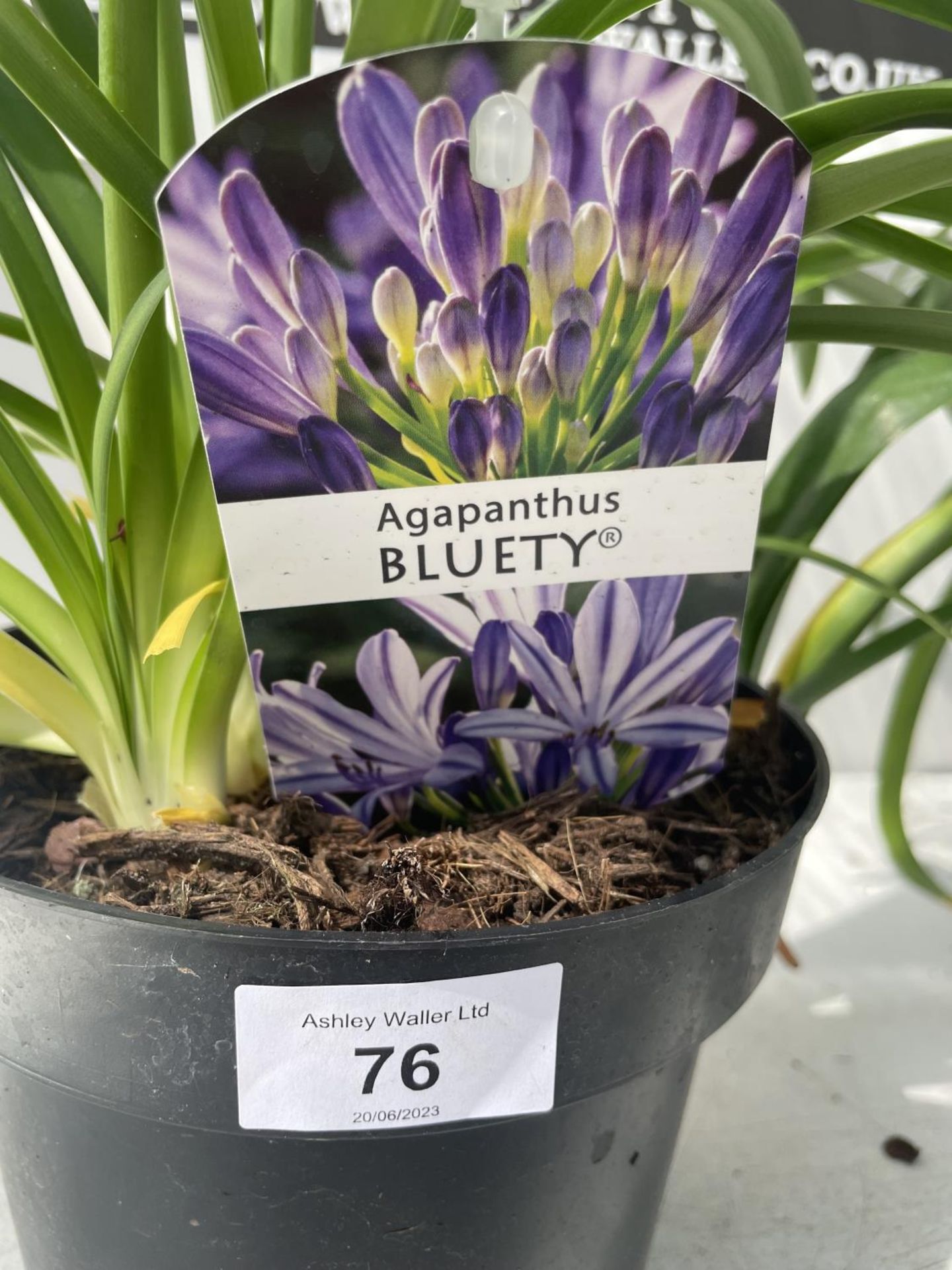 TWO LARGE BLUETY AGAPANTHUS 'SUMMER LOVE' IN POTS HEIGHT 70CM PLUS VAT - Image 3 of 3