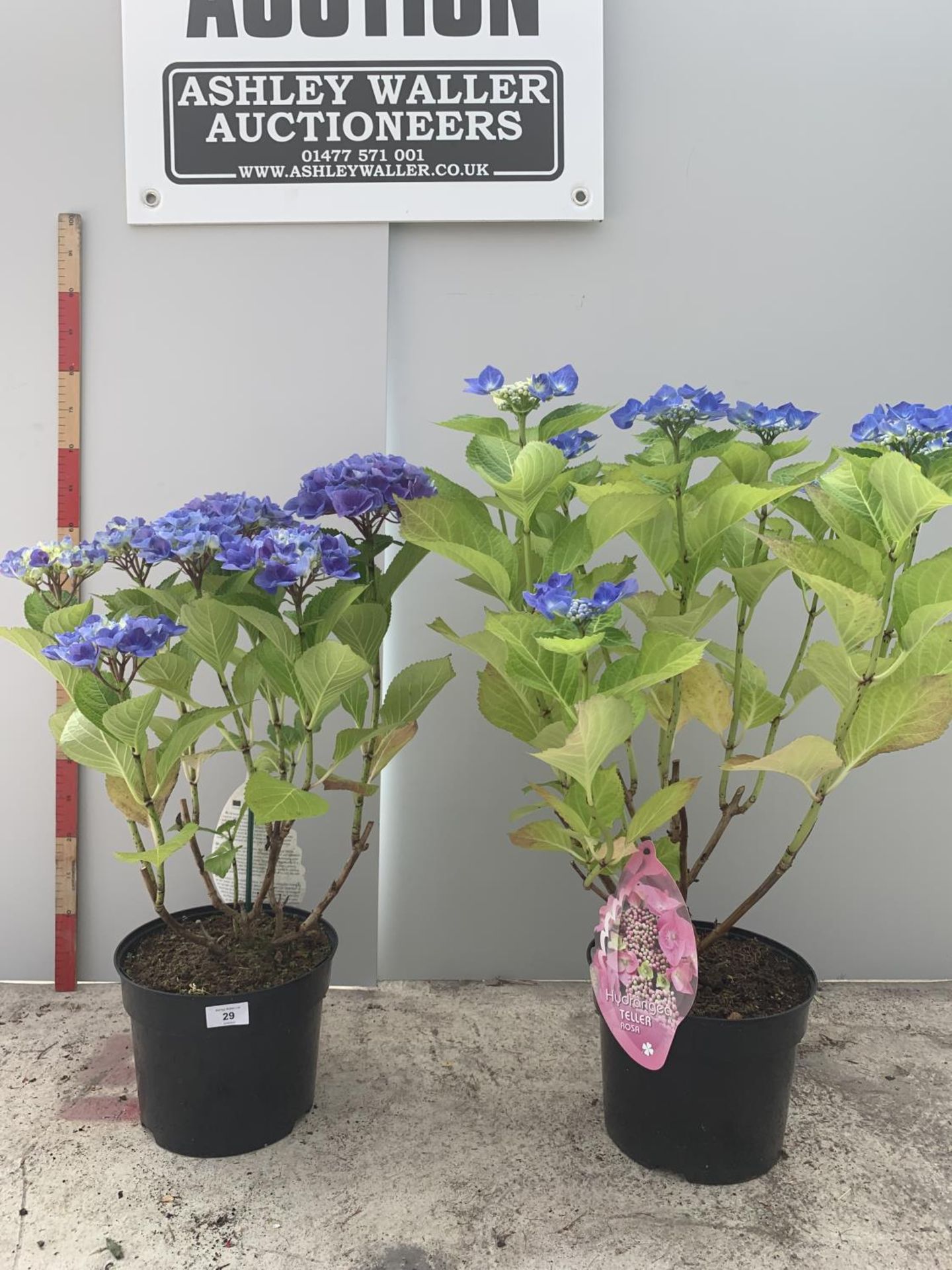 TWO HYDRANGEA TELLER BLUE APPROXIMATELY 60CM - 80CM TALL IN 5 LITRE POTS + VAT