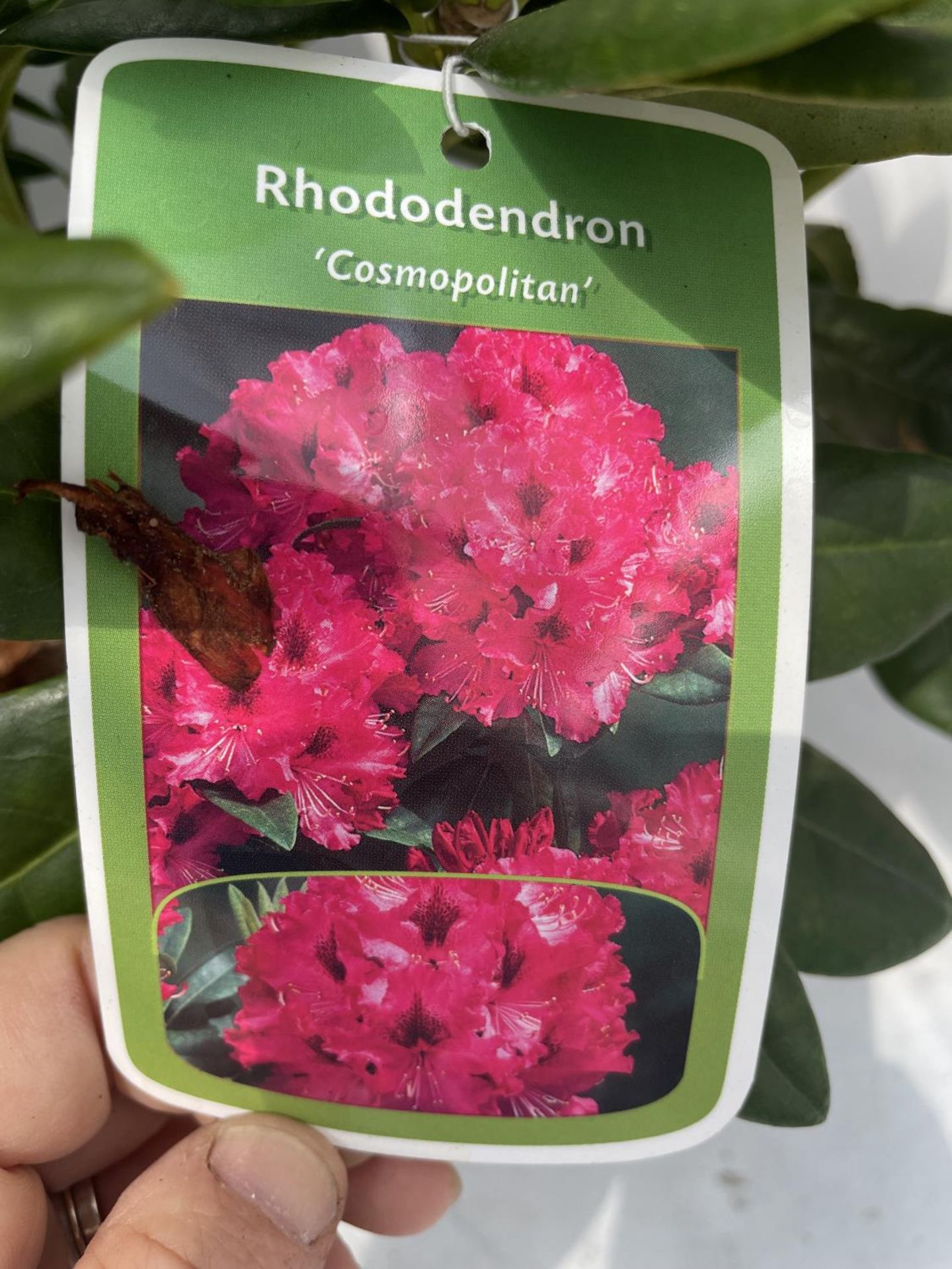 TWO PINK RHODODENDRONS 'COSMOPOLITAN' IN POTS PLUS VAT - Image 3 of 3