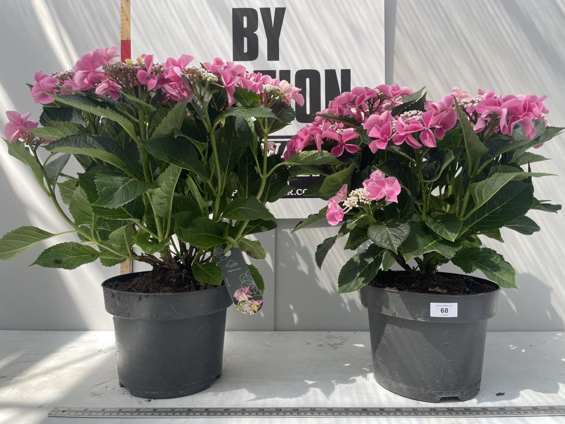 TWO PINK LACECAP LARGE HYDRANGEAS 55CM IN HEIGHT IN C-5 POTS PLUS VAT