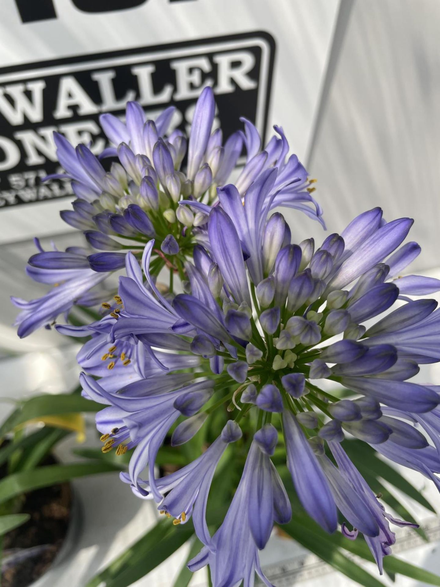 TWO LARGE BLUETY AGAPANTHUS 'SUMMER LOVE' IN POTS HEIGHT 70CM PLUS VAT - Image 2 of 3